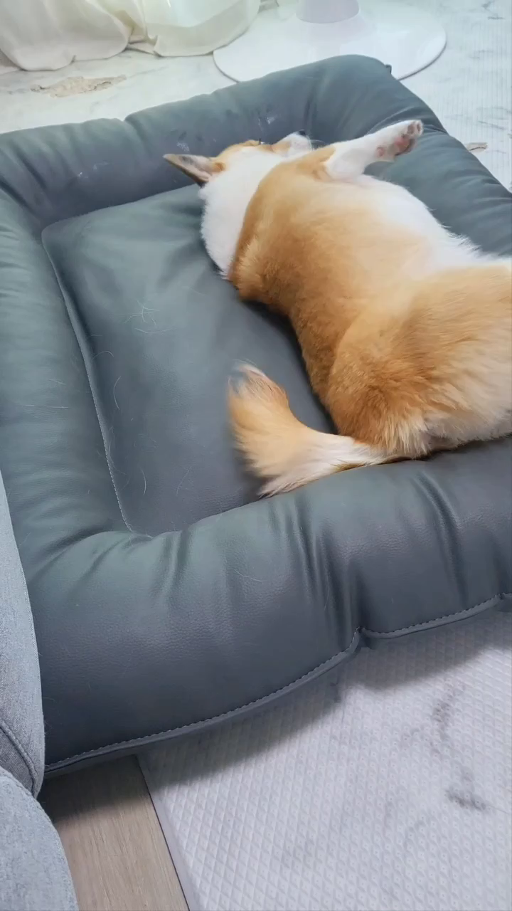귀여운 🍞 모음집
 
#corgistagram #cutedog #꼬리코기 #사지말고입양하세요