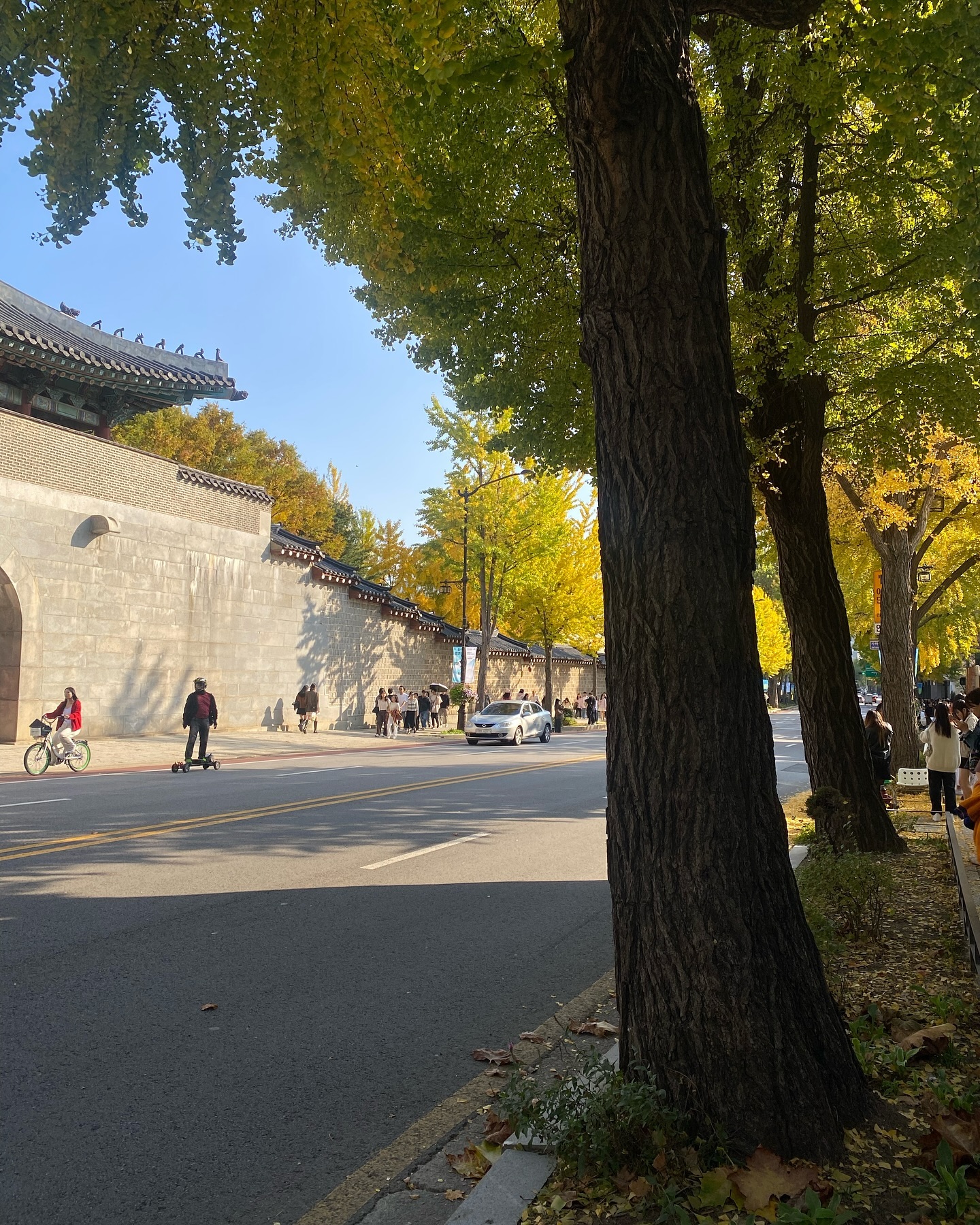 가을 안녕 😿🍁🍂