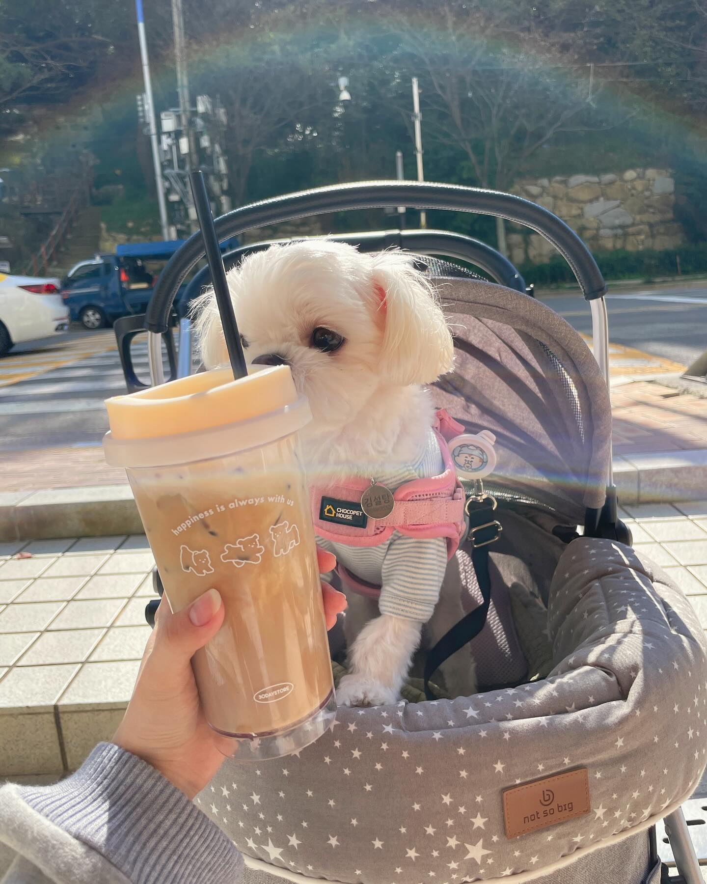 우리 설탕이로 10장 가득 채움🩷🫧 세상에서 제일 귀여운 말티즈 김설탕