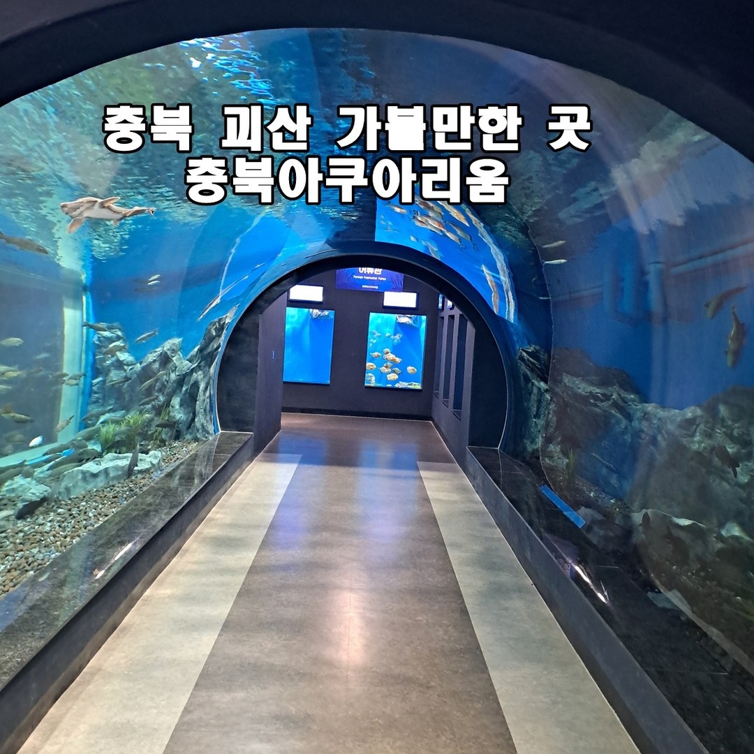 충북 괴산 여행 가볼만 한곳 충북아쿠아리움 무료 아쿠아리움

관람시간 : 오전 10시~ 오후 5시
관람료 : 무료
안내휴관일 : 1월1일/명절당일/매주 월요일
안내문의 : 043-220-6488

#충북아쿠아리움 #아쿠아리움 #관상어 #충북여행 #괴산여행 #충북가볼만한곳 #괴산가볼만한곳 #아이들과가볼만한곳