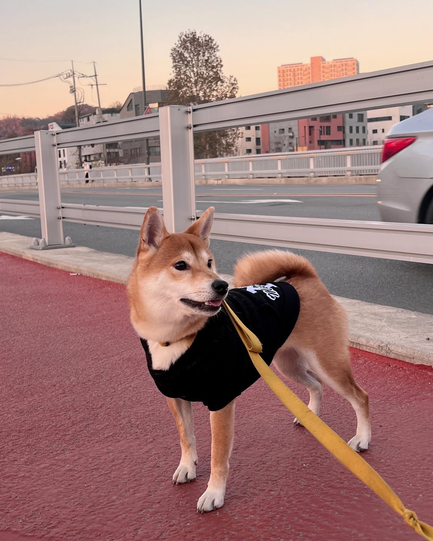 오랜만에 훈훈한 이야기로 돌아온 인스타🧤🧣

이누가 원래 가던 운동장이 오늘 휴무라
집근처 풋살장에 갔는데 남학생들이 농구를 하고 있었다.

이누는 산책 나오면 뛰뛰를 꼭 해야 체력이 풀리는지라
학생들에게 10분만 있다 가도 되냐고 양해를 구했더니
6명의 학생들이 동시에 괜찮다며 들어오라고 했다.

자기들끼리 놀고있던 중에 강아지가 들어오면
불편하거나 싫을 법도 한데,
예상되는 나이와 다르게 강아지가 공에 맞을까봐 걱정이라며
오히려 의젓하게 이누를 챙겨줬다.

그렇게 이누는 오빠들이랑 씬나게 10분 동안 놀았고🐕
집에 가려는데 학생들의 마음이 예뻐서 지나칠 수가 없었다.

나보다 최소 6살은 어린 친구들일텐데
아이스크림 할인점에 가라고 할 수도 없고,
그 찰나에 인원수랑 최소가격 계산해서 ㅋㅋㅋ
‘그래. 베라 하나씩 먹으라고 해야겠다!’ 라고 다짐했다.

학생 한 명을 불러서 계좌번호를 알려달라 했는데
그 친구가 “형! 일로와바” 라며 다른 학생을 불렀다.
그 학생에게 2만원을 이체했고
꼭 베라 사먹으라고 신신당부하고 집으로 출발했다ㅋㅋㅋ

내가 가고나서 “와!!! 2만원 보내주셨어!!!” 목소리가 들리는데
어찌나 뿌듯하고 세상이 아름다워 보이는지..🥹

역시 아직 세상은 따뜻하다.
못남, 미움, 악이 곳곳에 가득하지만
오늘 만난 마음 따뜻한 친구들 덕분에 
더 따뜻하게 살아가리라 다짐한다. 

얘더라 너네가 이걸 볼지는 모르겠지만
이 나라를 살아가는 청년으로서
너희들이 어른이 될 나중을 위해
1이라도 더 좋은 세상을 만들어볼게!

세상에서 한 개도 안 아까운 2만원이었다 ^_^

#나쫌멋있는25살인듯 #얘드라고마워
