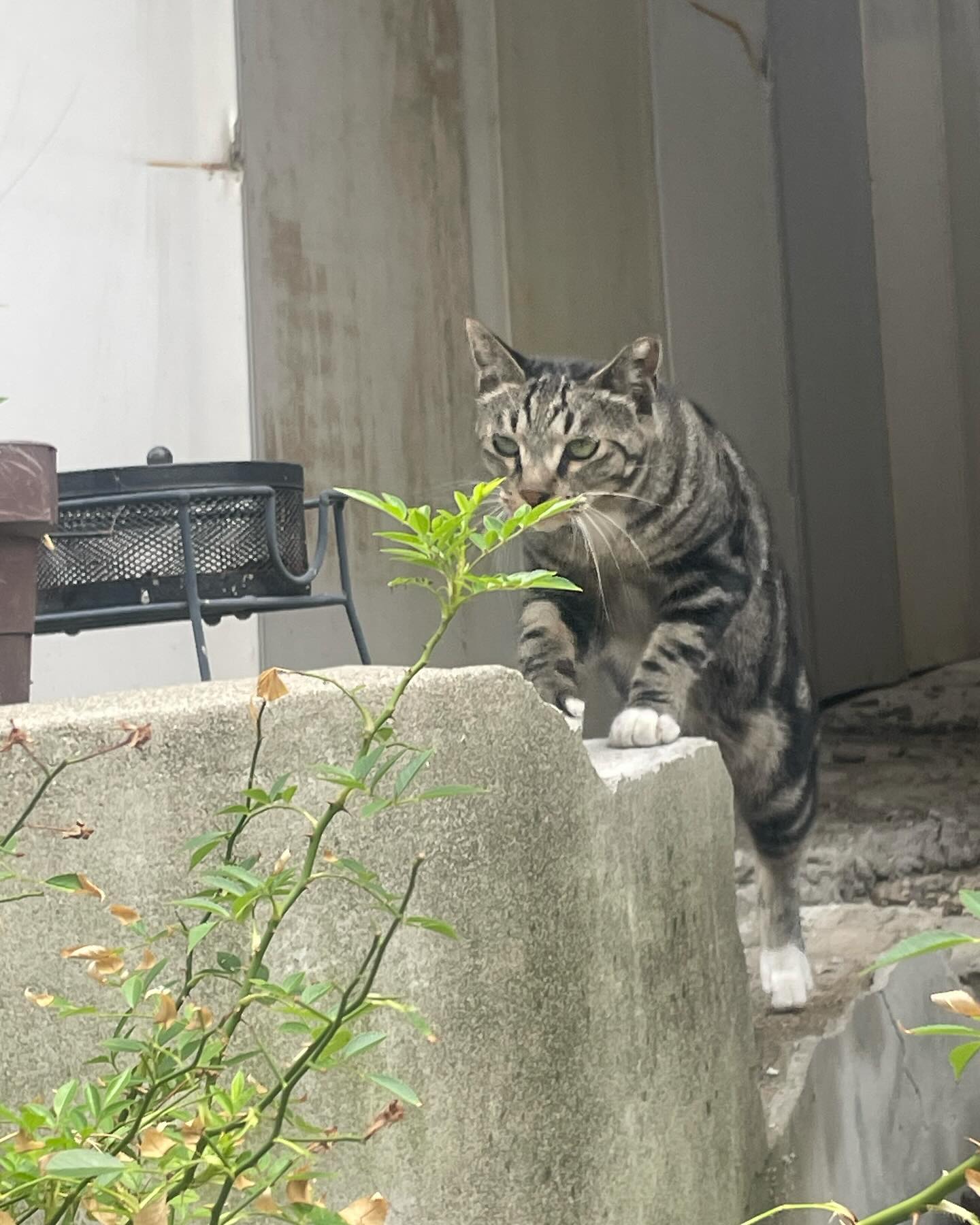 살벌한 아기고양이씨