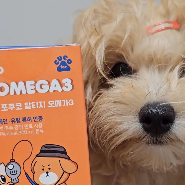 문다비 on Instagram: "#광고 강아지 오메가3 영양제 맛나❤ 하이하이! 멈머팅구들아🐶 다비가 이번에 포쿠코 @for_cuco 에서 강아지 오메가3를 받게 되었답! 오메가3가 얼마나 몸에 좋은지 다들