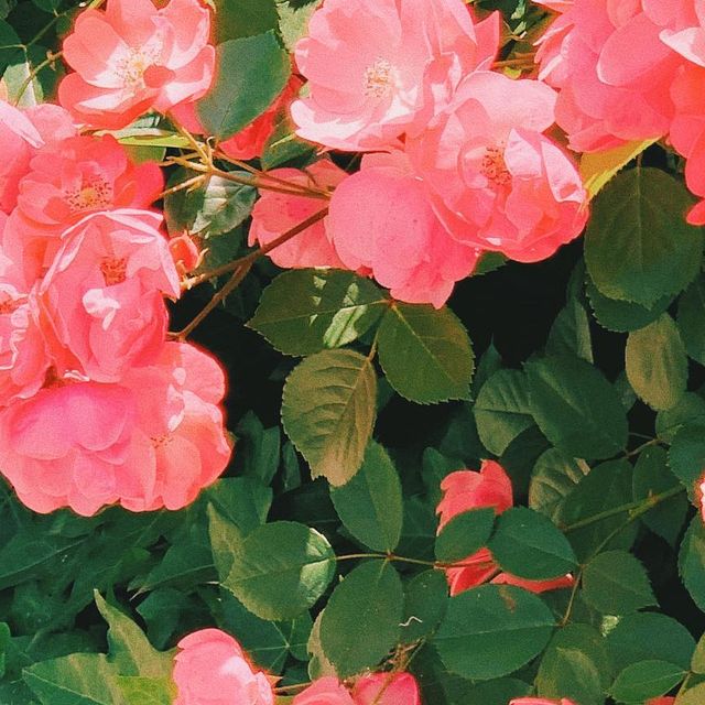 cho on Instagram: "#광고 #보나쥬르 - 5월은 가정의 달인 만큼 로즈와 잘 어울리는 선물 하나 어때요? 비건, 천연 화장품을 연구하고 있는 12년차 스킨케어 브랜드 보나쥬르에서 5월, 사랑하는 사