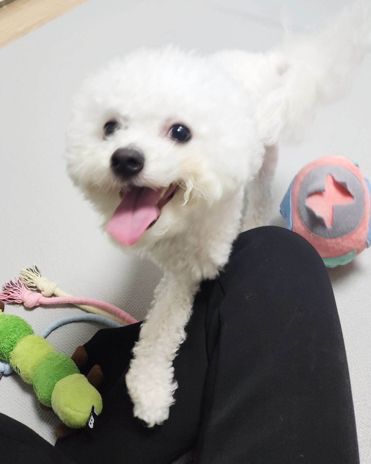 신난 황인순🥰
.
.
.
. #여동생#친동생네#강아지#비숑#황인순#인순이#사랑스러움#귀여워#치명적#심쿵#귀요미#멍스타그램#힐링#일상#데일리#좋아요#좋반#사진#맞팔#선팔#소통