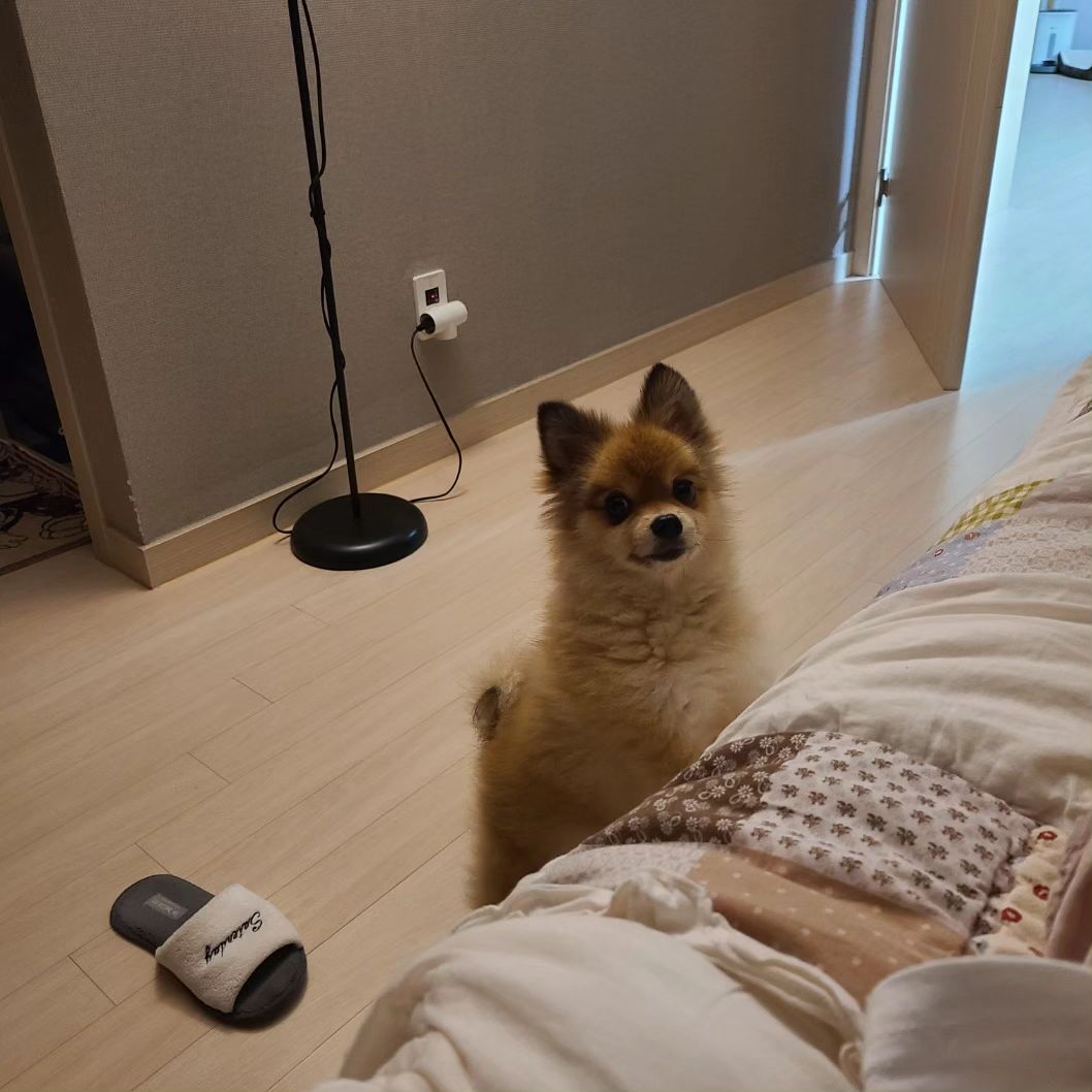 산책을 나가달라
