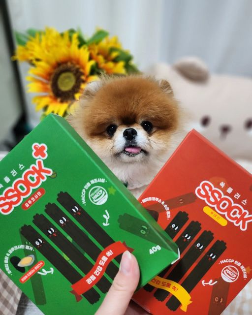 포메라니안 모찌깜찌 on Instagram‎: "#협찬 영양제껌 먹어 본 멈머? 😎🤟🏻

내가 또 엄청 좋은 제품을 들고와찌💘

덴탈껌인데 영양제야 (๑˃̶͈̀∇˂̶͈́)و⁾⁾˚*
쫌 쩔지않아?

🌿 다시마가 사람한테도 좋은데
🐶 강아지한테 더 좋대❤
👉🏻 갑상선, 관절, 소화건강, 배변활동, 면역력

다시마를 꾸준히 먹으면,
치석과 치석 축적을 막아준다지 뭐야 😉

⭐

먹는 방법도 완전 간단해(๑´ސު｀๑)

🌱 쏙츄를 준비하고
3가지 영양제 중 원하는 영양제를 골라

1️⃣ 👁 눈건강
2️⃣ 🦴 관절 영양
3️⃣ 🦐 피부 영양

쏙츄에 쏘옥~ 하고 끼워주면 끝😉
완전 쉽지?

하루 350원 부담없는 가격으로
한달 영양 쏙~ 챙길 수 있으니
완전 쏙~ 💘 맘에들지? 

🌿 쏙츄에 대해 더 궁금하다면
👇🏻 요기루 논누가보기 😎🤟🏻
@bgree_official

.
.
.

#비그리 #강아지 #멍멍이 #댕댕이 #쏙츄 #쏙플러스 #강아지껌 #개껌 #강아지간식 #강아지치석 #구강건강 #강아지가성비간식 #강아지덴탈껌 #강아지영양제 #강아지피부 #강아지관절"‎