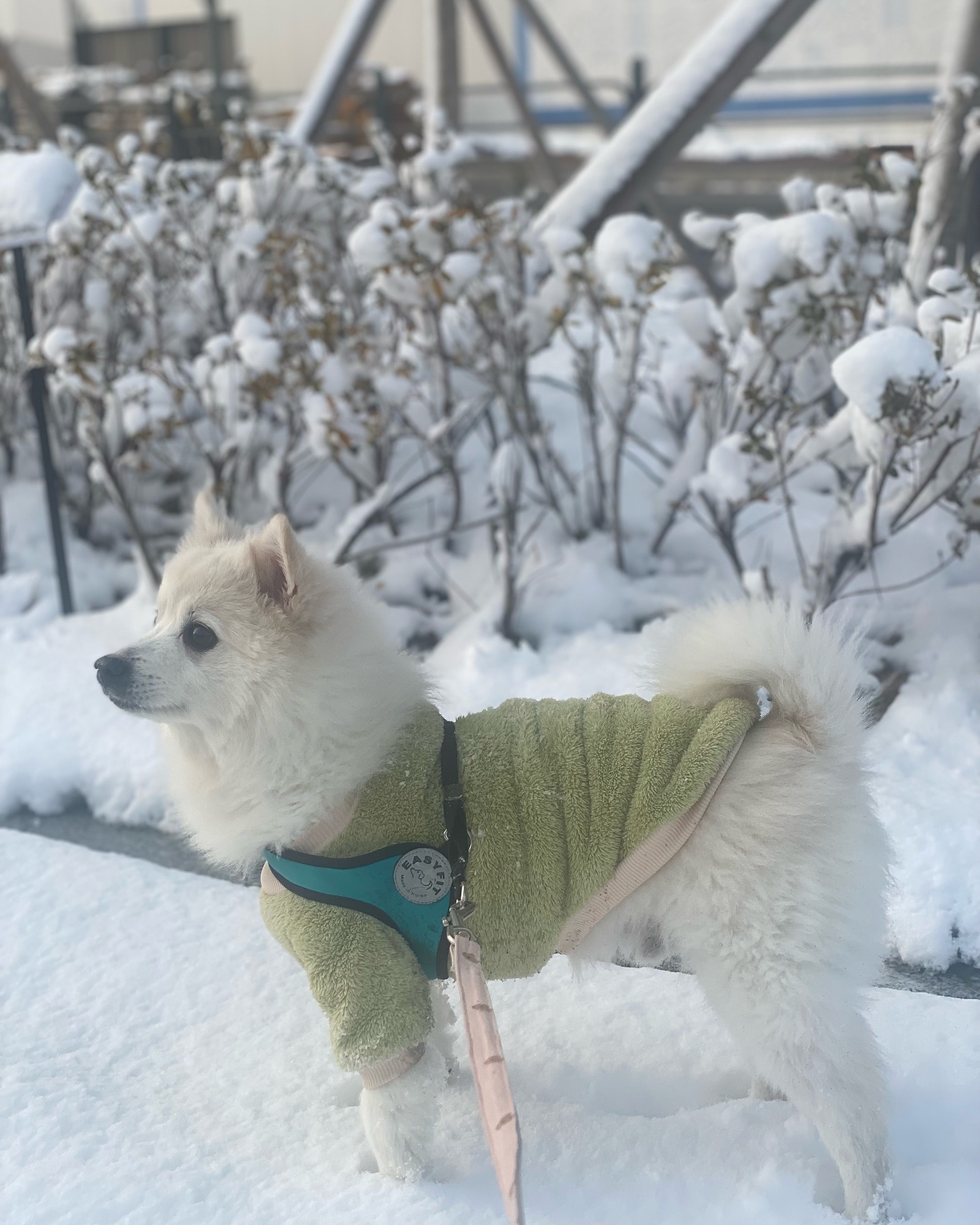 안녕 멍칭구들!🐶
오랜만에 꽁이가 피드로 찾아와써
겨울과 눈이 제일 잘 어울리는 꽁이는 #첫눈 을
놓칠수없기에 호다닥 달려나와찌❣️
다들 따뜻한 연말 보내길 바래🫶

+ 간만에 피드왔더니 , #사람계정 인증안하면 삭제된다는 썰이..
인증 박고 갈게!

#이계정은사람이관리하는계정입니다 
#이계정은엄마가관리하는계정입니다 
#펫스타그램 #멍스타그램 #댕스타그램 #댕팔멍팔