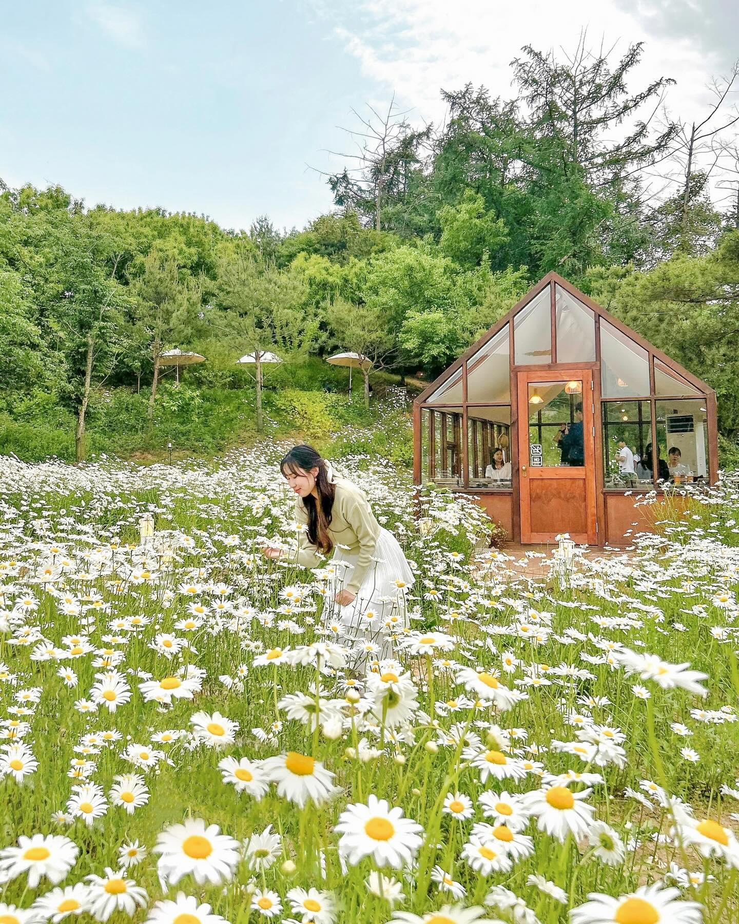 [저장/공유] 우리가 곧 천안에 가야하는 이유‼️
서울•경기 1시간거리 다가오는 데이지 명소🤍💛

작년기준 데이지가 생각보다 빽빽하게 심어져있다기보단 
듬성듬성 심어져있는 느낌이 조금 아쉬웠던 카페였어요🥲
올해는 좀 더 빽빽히 심어져있길 바래봅니댜,,🤍💚🫧

그래도 음료맛, 커피맛은 좋았기에 만족하고 왔습니다🙌🏻

아직은 데이지꽃이 피지 않았다고 해요…!!
자세한 데이지 상태는 cafe_leesooop 카페 
인스타를 통해 확인하고 갔다오시는걸 추천드릴께요〰️

📸 : 2023.05.21

📍 이숲(카페)
🏷 충남 천안시 서북구 성거읍 남창마을1길 32
⏰ 매일 : 11:00-21:30 
🚘 주차공간O (카페 내 주차공간O)
▫️작년기준이지 카페 인스타 확인하고 다녀오세요🙌🏻