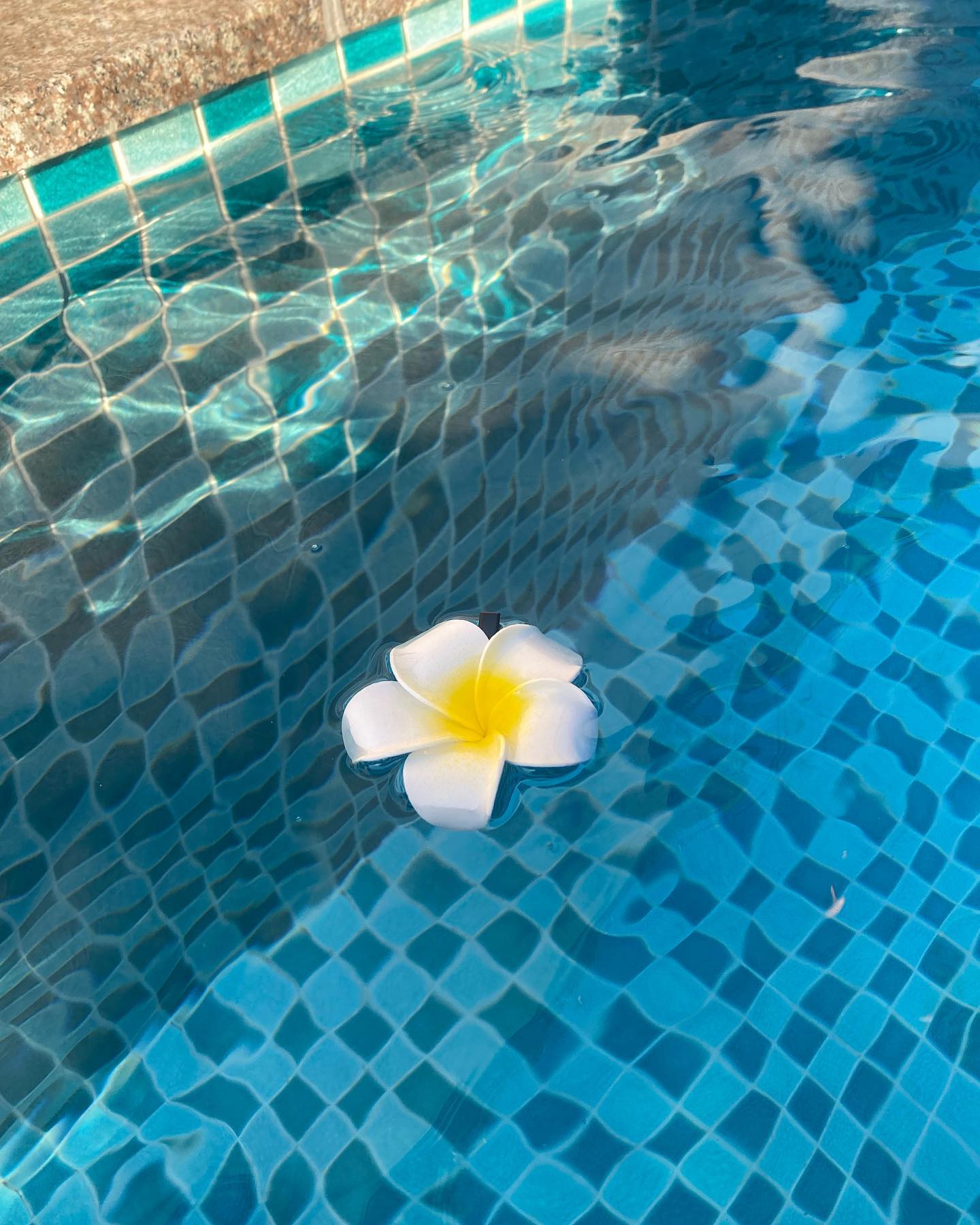 🌼
