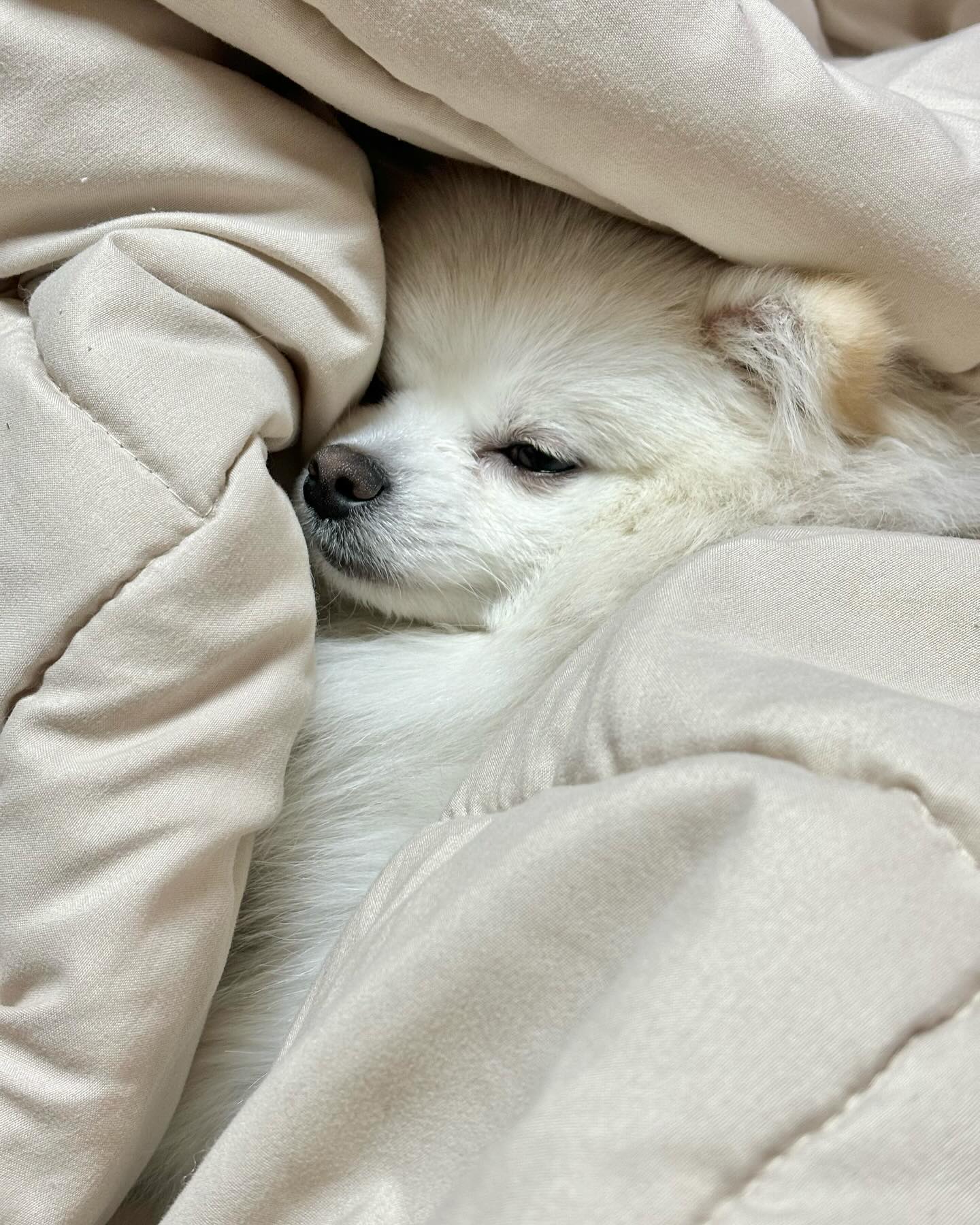 🐶누나 출근하는거 봐야하는데
너무 졸리다 오또카지..