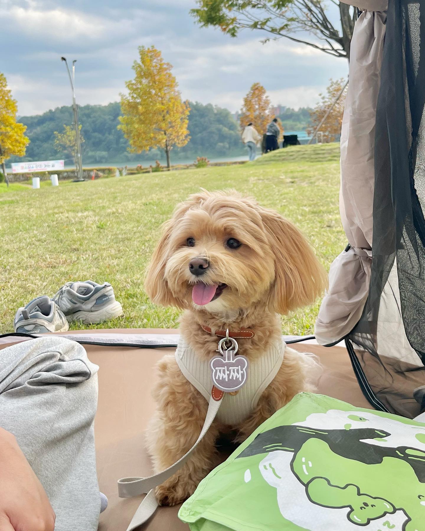 #오늘아님 
나 한강강아지🐶
맨날 한강 죽치고있눙데 
왜 내칭구들은 한번도 안보이지! 
나랑 왈왈! 인사하쟈 칭구드라~~~😝

빈 페트도 아니고 반 이상이나 물 담긴 
무거운 페트병으로 잘도 노는 겸댕이ㅎㅎㅎㅎ🥰

칭구들도 맨날 행복하게 놀쟈! 🫶🏻🩷
.
.
.
.
.
#나는짜짜 #말티푸 #maltipoo #견주소통 #반려인소통 #강아지 #댕댕이 #반려견 #반려견일상 #강아지일상 #오늘의강아지 #멍스타그램 #댕스타그램 #daily #dailydog #dog #instadog #puppy #반려견스타그램 #반려견그램 #멍팔환영 #멍팔맞팔 #멍팔 #좋아요 #한강 #한강피크닉 #한강공원 #한강산책