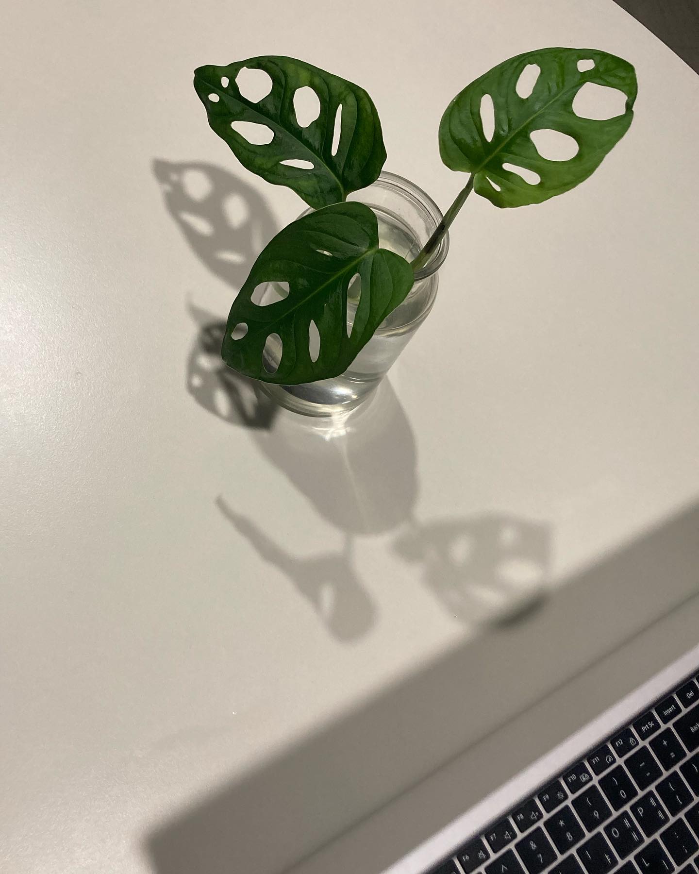 -
걍 무자비하게 자라나는
아단소니 🌱
가지치고 수경재배해서 뿌리 내리면
화분에 옮겨 싦어 주기가 목표인데
식물 살인마라…… ㅋㅋ
-
-
#아단소니#아단소니몬스테라#식물키우기