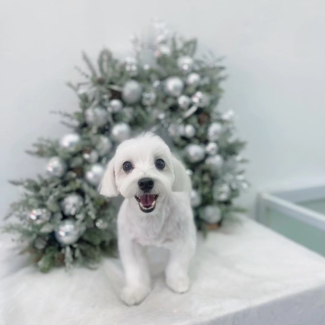 루키 미용하는거 보내주셨는데 너무 귀엽다🐶❤️
탄산스파도 좋은지 잘 즐기고,
겨울이라 스포팅 했는데 미용 스트레스도 없었다 
사진 보니 계속 웃으며 받았네 ㅋㅋㅋ
내가 봐도 애견미용사언니 예뿌던데 루키 너도 좋았구나😄ㅋㅋ
#말티즈스포팅 #컬리독