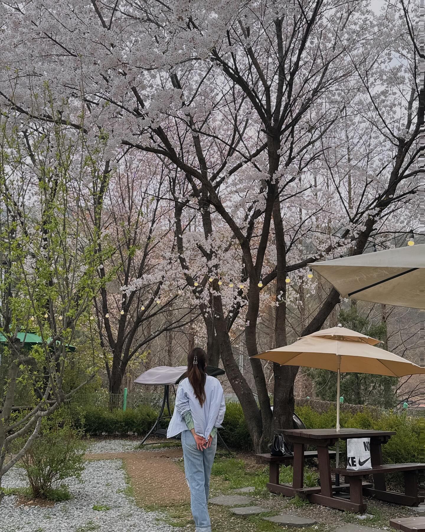 벚꽃보며 힐링하는 봄 🌸
매번 애들보러 놀러오는 언니랑 함께 나들이
사람도 없고 여유롭게 커피마실수 있었던
#파주이즈바 드라이브하기 좋은 코스 
#마시멜로 꼭 구워먹기 !!

#그린카 #GREENCAR #카셰어링 #그린카랑놀자
#PlayWithGreencar #2023 #2024 #차타보고서 #아반떼 #K3 #셀토스 #연말결산 #인포그래픽 #그린카서포터즈 #중간고사시즌 #머리식히러