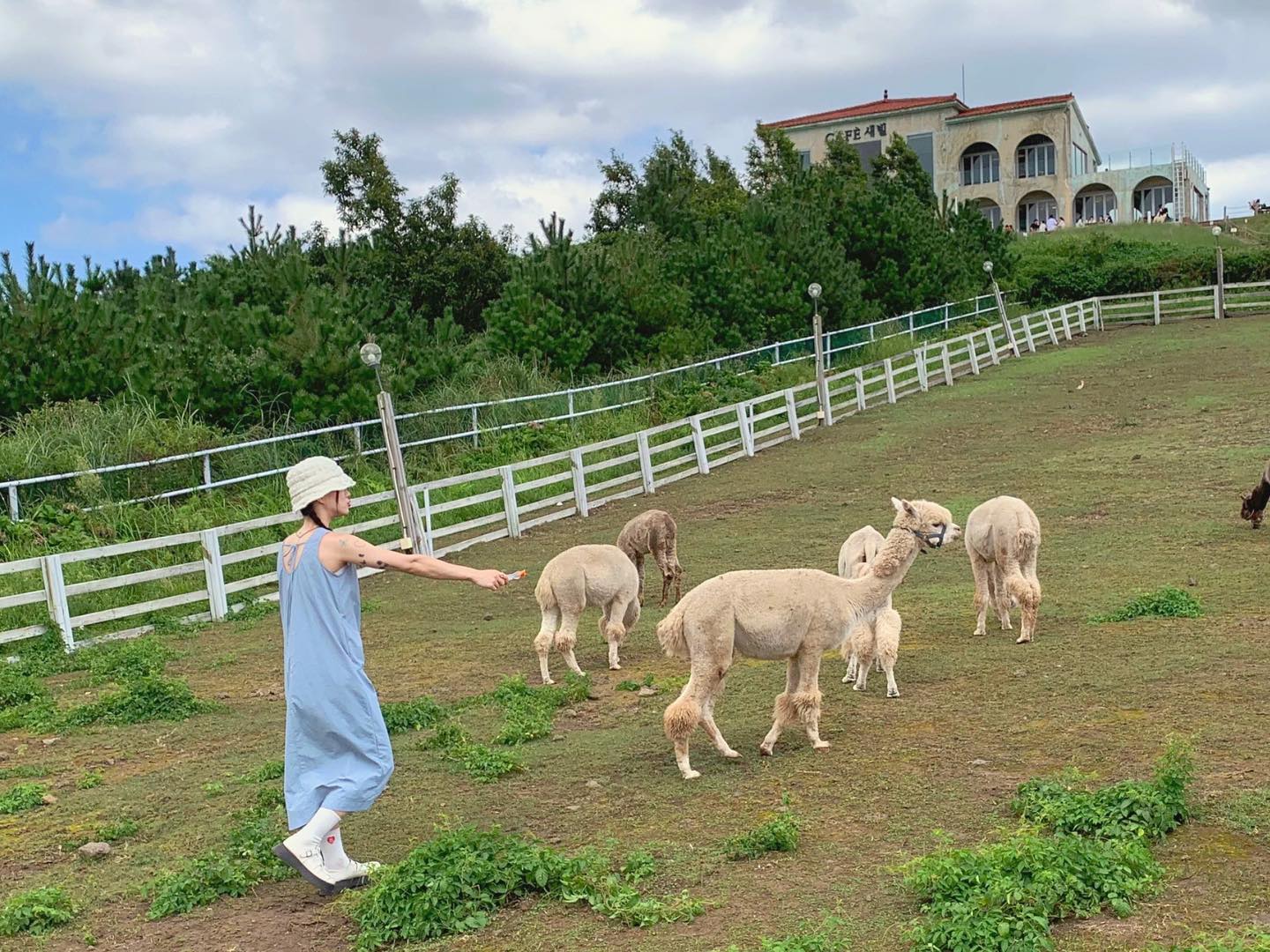 -
쌀쌀해지니 생각나는 여름제주 💚
육개장 보고싶어 -- 🐑🐏🖤
.
.
.
.
.
.
#제주도 #제주 #제주여행 #제주도여행 #제주도카페 #새별오름 #새별프렌즈 #목장 #알프스 #jeju #travel