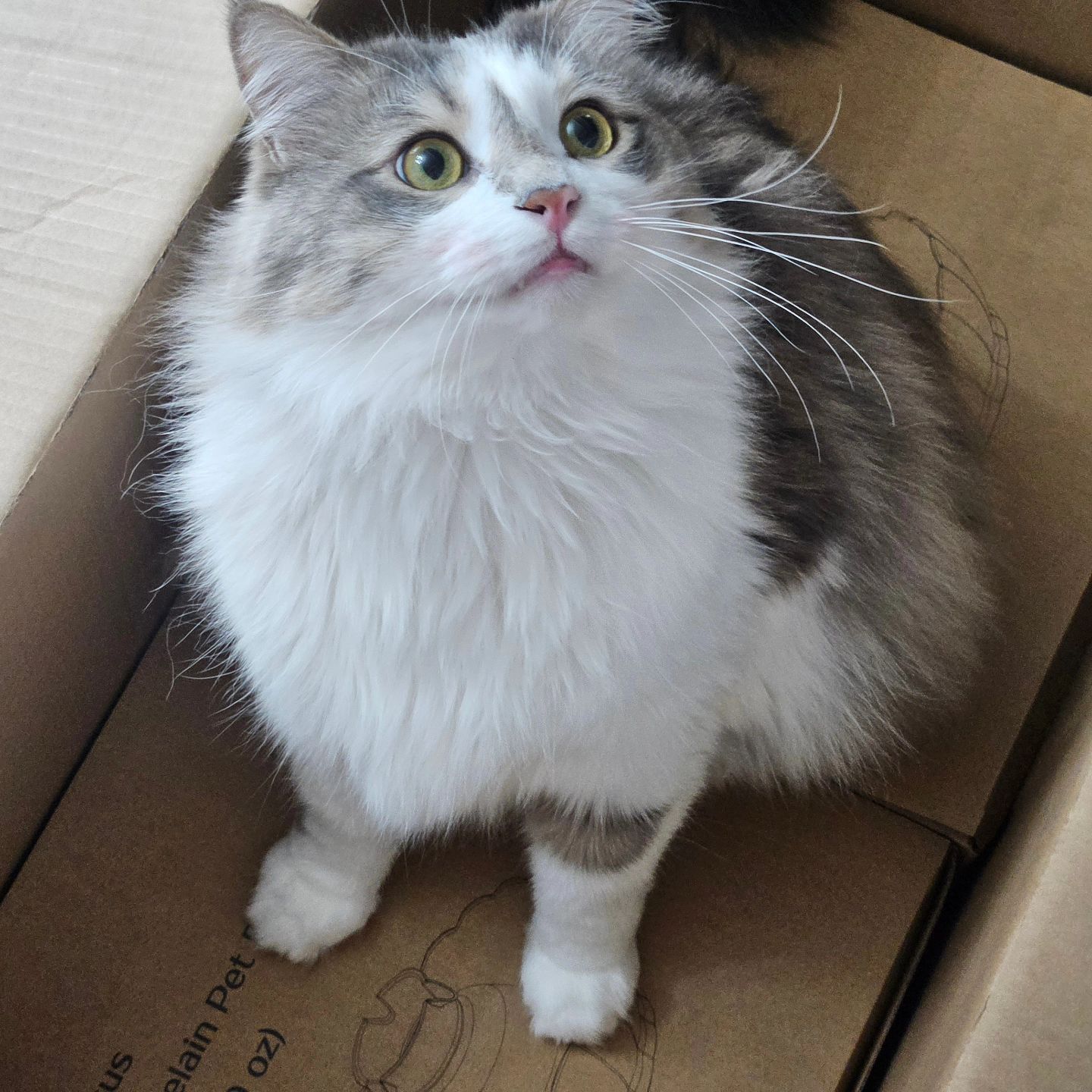 #고양이정수기
#음수량 #최고
정수기 사서 기부니 조은 애옹 ! 🐱