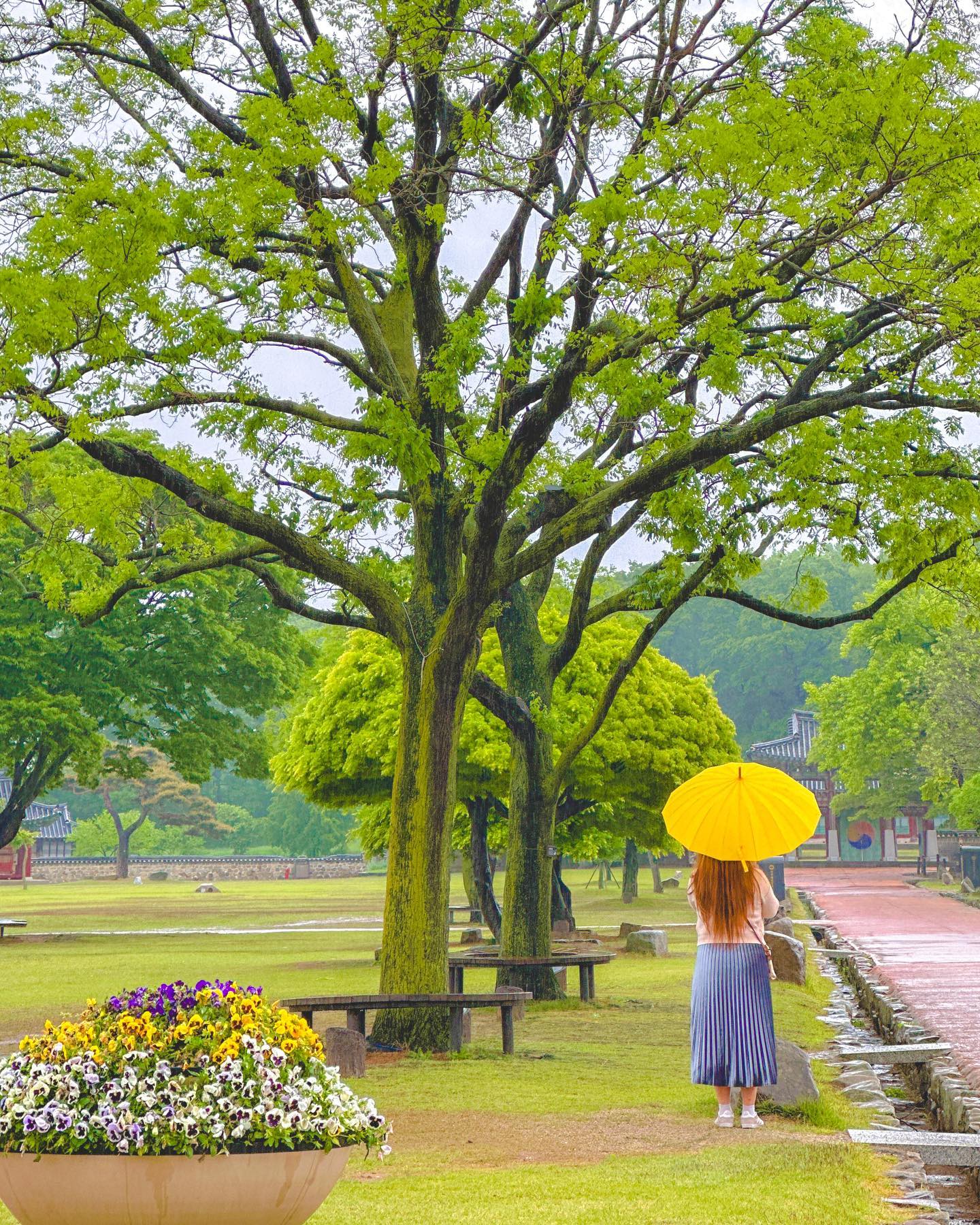 비가 와도 아름다운 이 곳, 서산 해미읍성☔️
At Haemi Fortress in the Rain (Haemieupseong)☔️

충남 서산에서도 백종원의 골목식당편으로 더욱 유명한
해미읍성을 구석구석 누비고 왔습니다✨

비가 억수같이 쏟아지는 날이라 맑은 풍경은 못봤지만🥲
읍성에 마련된 알록달록 무료 우산을 쓰고 산책하니
색감에 그 감성에 빠지게 되더라구요🤍

특히 해미읍성과 읍성 앞의 다양한 맛집, 그리고 카페만 가도
여유있는 반나절 코스가 완성되는데요🙌🏻

예산덕산온천과 묶어서 주말 나들이 코스로
가족들과 가볍게 다녀오기에 정말 좋았어요☺️

📍Seosan, Chungcheongnamdo, Korea 🇰🇷
▪️충남 서산시 남문2로 143 해미읍성

#해미읍성 #서산시 #서산시청 #서산해미읍성 #충남여행 #비오는날 #여행스타그램 

Copyright (C) ⓒ by travelwithsera .
All pictures cannot be copied without permission.
