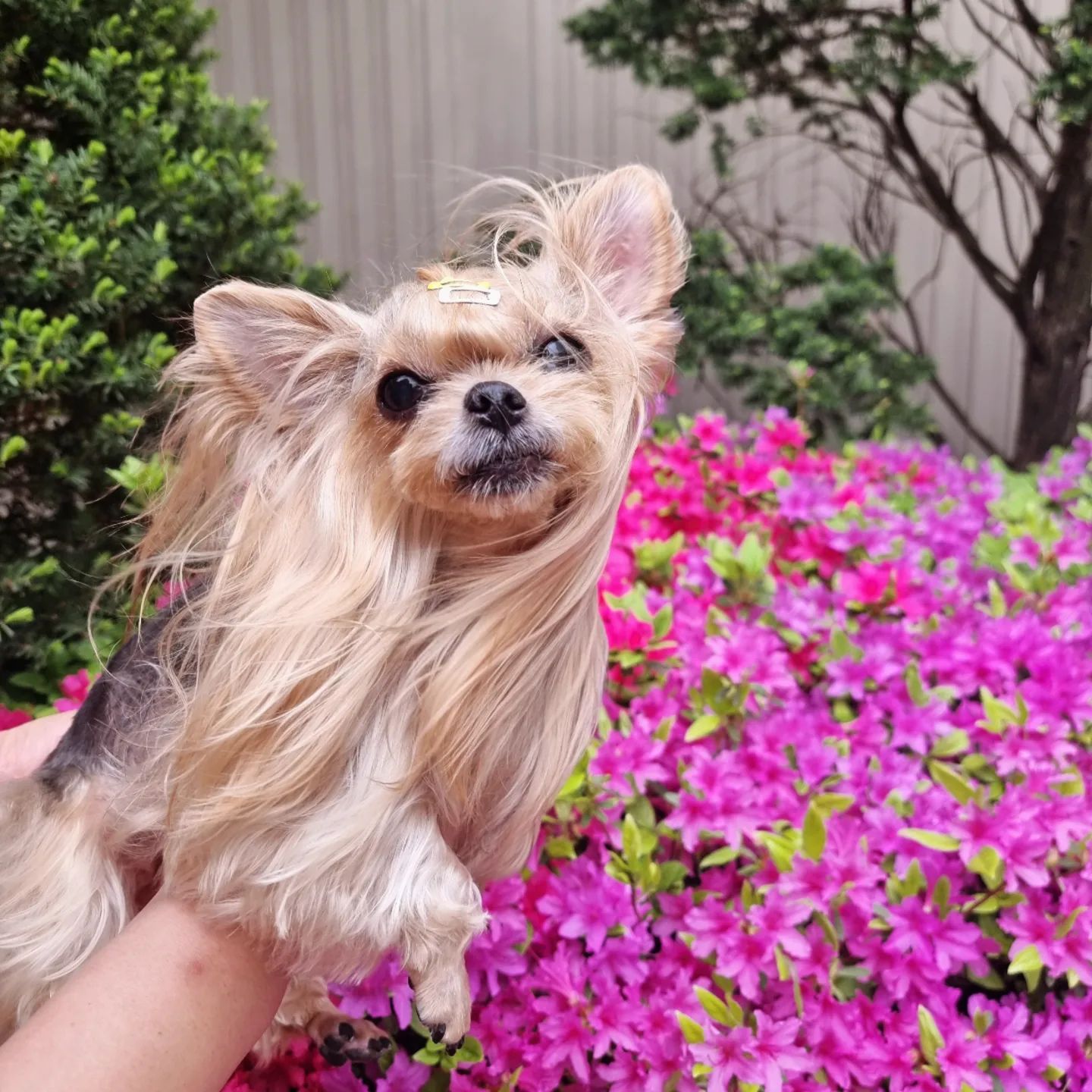 내눈엔 항상 제일루 이쁘고 아기같은 너♡
엄마가 평생 지켜줄께❤

#ヨークシャーテリア#petstagram#요크셔테리어
#doggy#yorky#dog#こいぬ #子犬#pets
#animals#yorkies#yorkiesofinstagram
 #l4l#일상 #소통
 #daily #f4f #selfie#fff #like#likeforfollow 
#like4like #follow4follow #ootd#followback
#follow