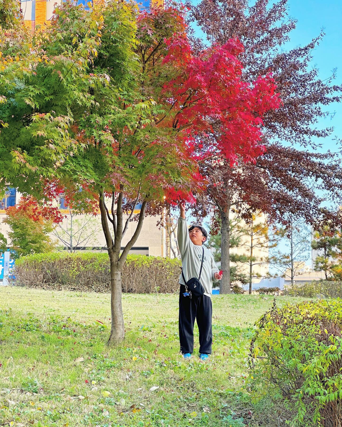 #가을#단풍#단풍잎#학교준비물#준비물찾으러 #귀요미#내사랑 #딱대박이