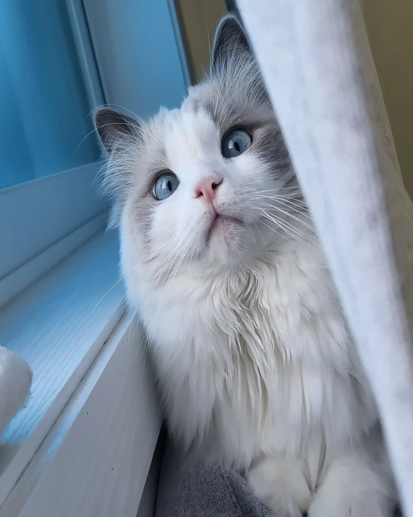 눈의 요정 _레이💙