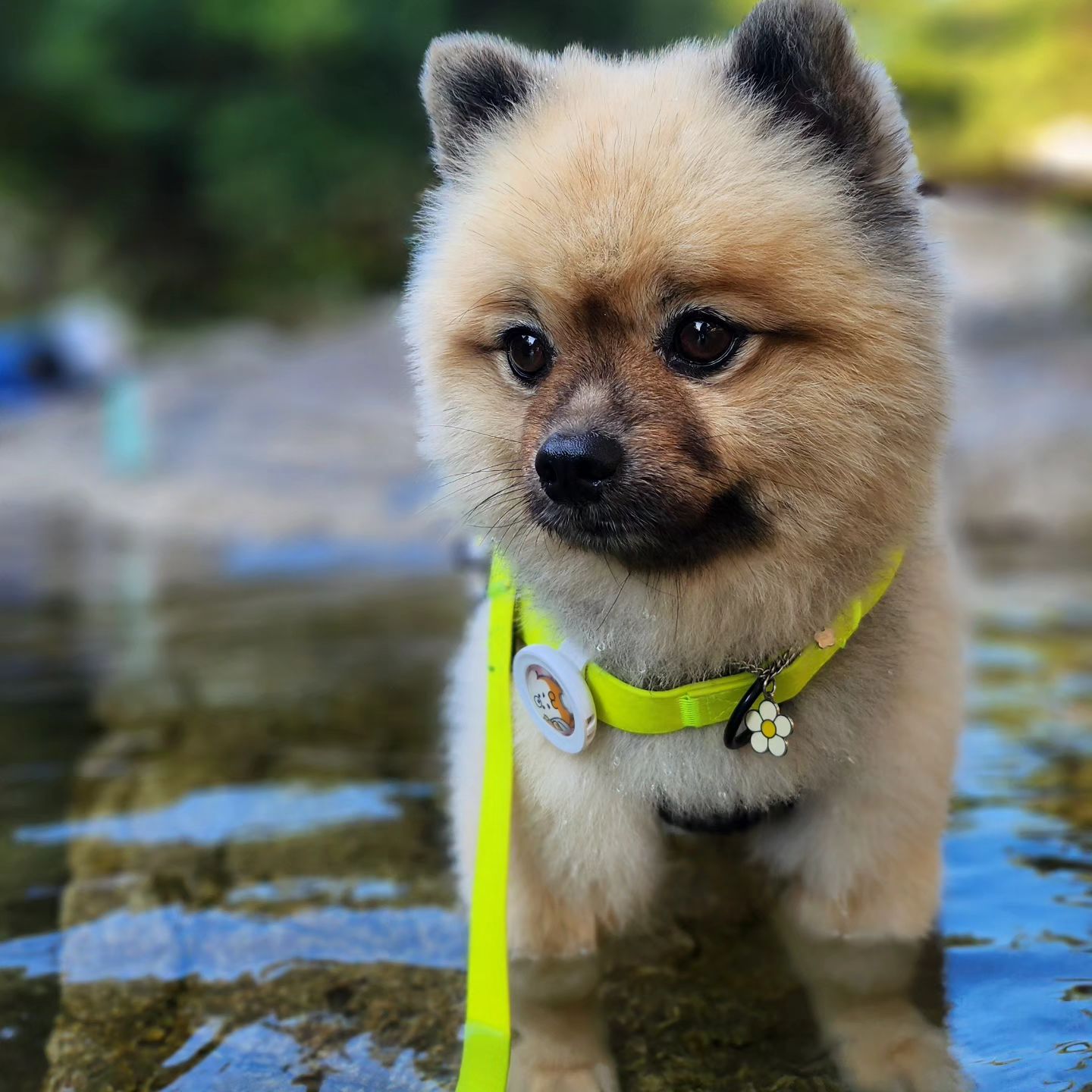 #백운계곡 #애견동반계곡 가서
시원한 계곡물에 발도 담그고
능이 오리백숙까지 제대로 뿌신 날 🐶🏞🍗

#강아지계곡 완전 좋아 😆