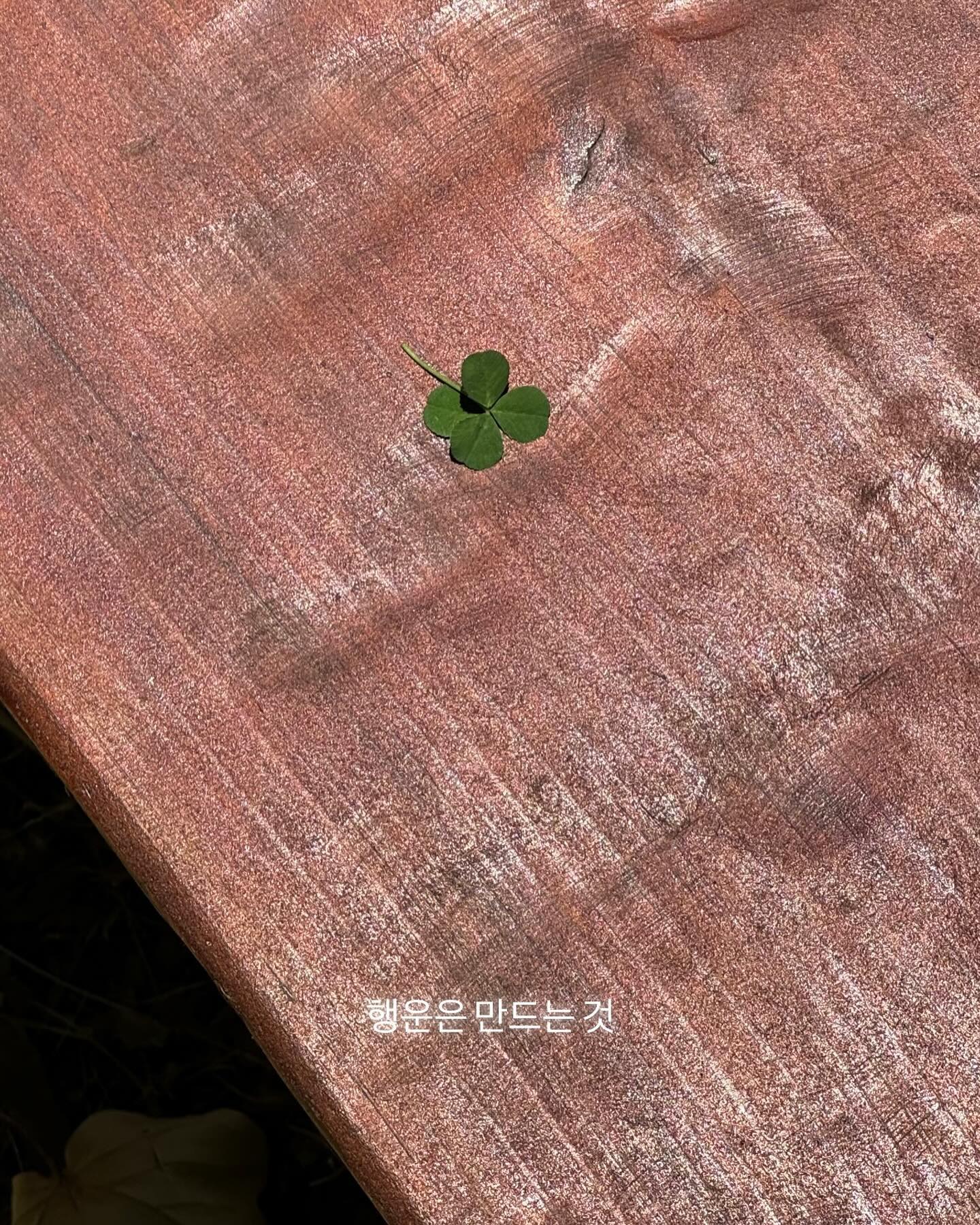 여름나기 🥵🍀🍋‍🟩🧃🧚🌱🪽🫧🌟