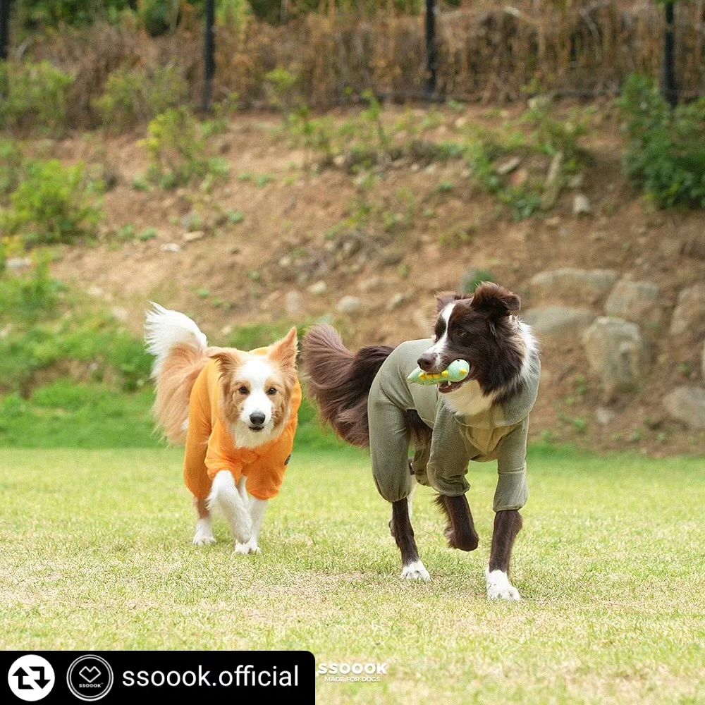 #리그램 - ssoook.official by get_regrammer
#EVENT  어머 더운데 강아지한테 옷을 왜 입혔나요;;?!
이 무더운 여름, 왜 강아지에게 옷을 입혔을까요👀?

메쉬커버롤, 쿨링커버롤을 입고 강아지와 함께 산책하면
“이 더운데 강아지에게 옷을 입혔네” 라며, 보호자에게 안 좋은 시선을 보내시는 분들이 아직도 대다수입니다.

쏘오옥 메쉬커버롤은 심장 사상충을 막기 위한 모기장
모기방지의 필요성을 느껴 제품을 개발하기 시작하여
뛰어난 통기성과 머리부터 발, 엉덩이까지 해충을 방지해 주는 망사 옷 메쉬커버롤로 개발되었습니다.

쏘오옥의 쿨링커버롤은 얇고 가볍지만 시원하며 강하고 뜨거운 자외선 차단과 미세먼지 차단까지 가능합니다.
강아지의 피부, 털, 눈 등을 보호해 주며 산책이 편해지도록
효성 정품의 기능성 원단을 자체 개발하여 쏘오옥 쿨링커버롤을 개발하였습니다.
*쏘오옥은 쏘오옥백 , 썬캡, 쿨링담요, 쿨링커버롤, 에어커버롤, 메쉬커버롤 등 사용되는 원단을 자체 개발하여 사용합니다.

이제 막 여름이 시작되었는데 30도가 넘어갑니다.
사람보다 얇고 예민한 피부를 가지고 있는 반려동물에게
오랜 시간 피부 혹은 털이 자외선에 노출될 경우 열사병과
피부 화상, 붉은 반점, 탈모 등의 질병으로 이어질 수 있어
자외선 차단과 모기, 진드기 해충을 방지해 주는
쏘오옥 쿨링커버롤과 메쉬커버롤은 여름에 꼭! 미리 준비하세요!🩵

#깜짝리그램EVENT
쏘오옥 인스타그램을 팔로우하고 게시글을 리그램 해주세요!
게시글에 친구 태그와 함께 원하는 제품을 이모티콘으로 남겨주세요!
쿨링커버롤 = ❄️🧊
메쉬커버롤 = 🦟🚫
랜덤 추첨을 통해 올여름 산책 필수템! 쏘오옥 쿨링커버롤 or 메쉬커버롤을 5분께 드립니다!✨
S~7XL 대형견 친구들 사이즈까지 준비되어 있습니다😉

📍이벤트 기간: 2024.06.07(금)~2024.06.13(목)자정까지

📍당첨자 발표: 2024.06.14(금)
랜덤 추첨을 통해 총 5분께 선물로 드립니다!
유령 계정,비공개 계정,이벤트 전용 계정은 당첨에서 제외되며
당첨자 분은 개별 DM 드립니다🫶

#강아지여름옷 #강아지옷 #강아지쿨링옷 #강아지해충방지 #강아지진드기 #강아지산책 #쏘오옥메쉬커버롤 #쏘오옥쿨링커버롤