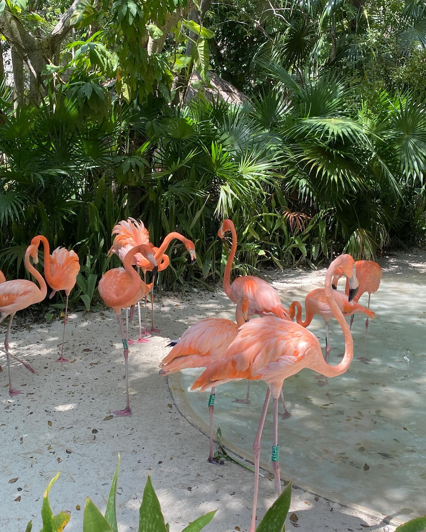 산책할 겸 다녀오기 좋은 스칼렛 파크🦜🐢🌴