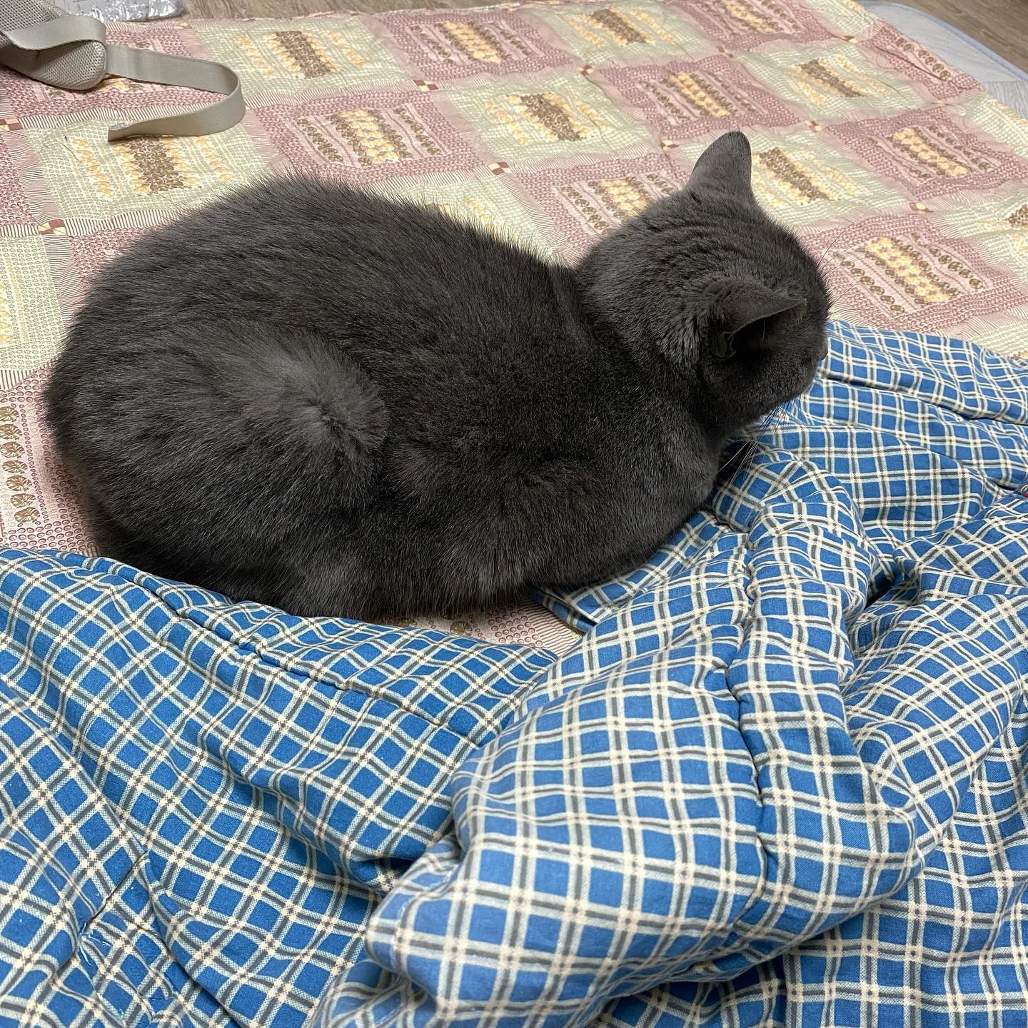 🐈‍⬛
눈 아프다고 찡찡대서 인공눈물 넣어드림
야 니털이 니눈에 들어가서 아픈거잖아
나보다 인공눈물 많이 쓰는 냥놈
내 눈은 아프면 씻는데 너는 스팀타올 해줬다.
찡찡대다가 인공눈물 넣어주니
괜찮은지 옆에서 코골고 잠