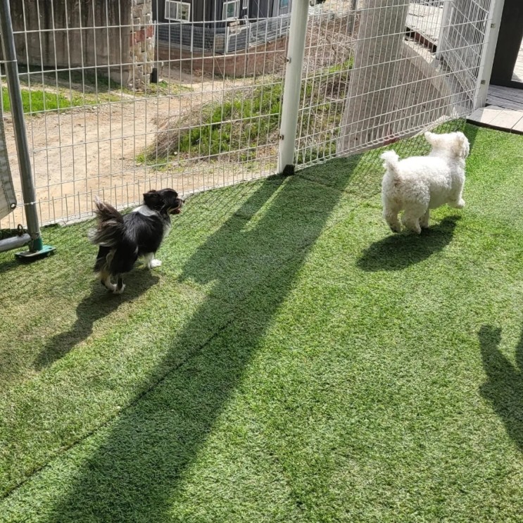 애견동반펜션 양주 포레스트벨리 🐶💚