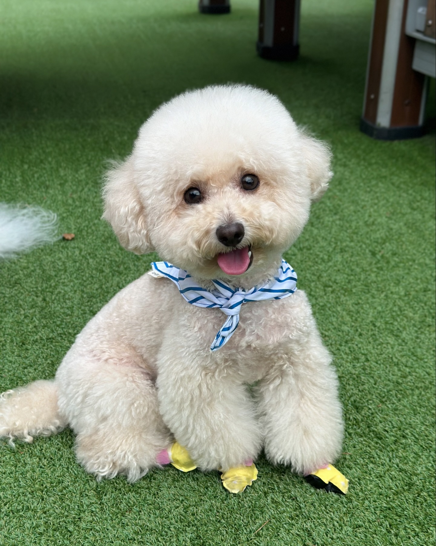 🐶➰

다들 스토리로 소식들었지?!😭
푸디가 음식물을 잘못먹어서 새벽에 응급수술들어갔어😭
정말 갑작스럽고 누나가 너무 놀래서 
3박4일동안 너무 힘들게 보냈어🥺🥺

지금은 혈액검사결과도 좋고 수술결과도 좋아서
잘회복하는중이야-! 이주동안 산책,목욕도 못해서 
아쉽지만 건강하게 돌아올게🤍🙏🏻
걱정하고 위로해준 친구들 너무 고맙고 땨룽해💜
칭구들보러가께〰️🐶기다려줘 고마워◡̎