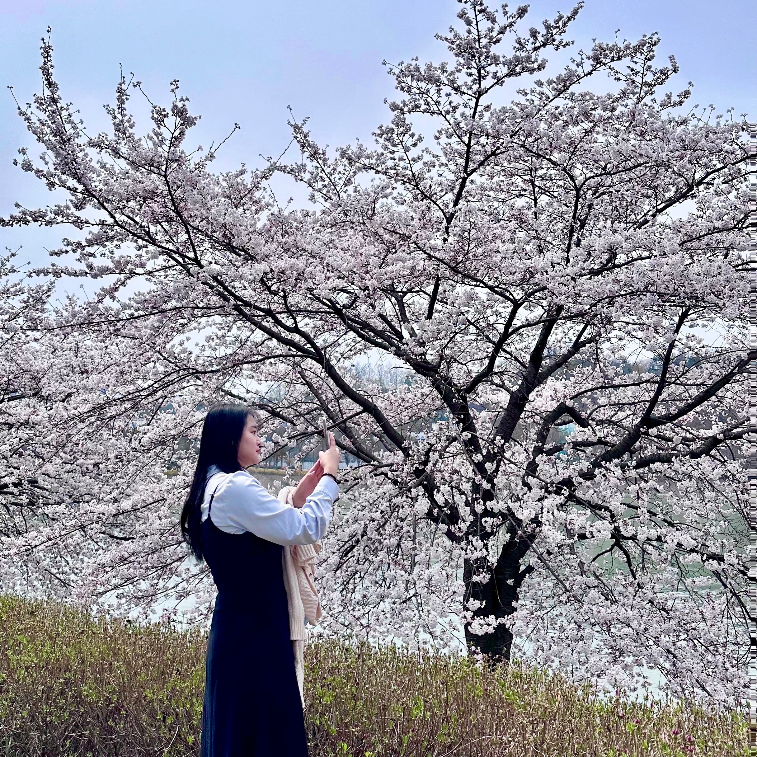 벚꽃의 꽃말은 중간고사🌸🥲