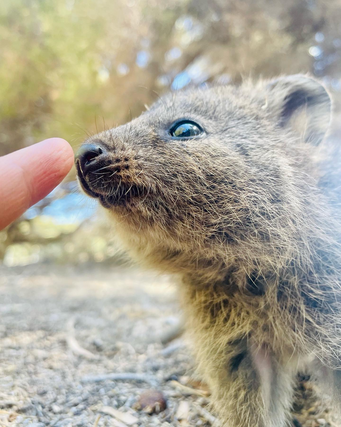 I Am The Quokka ʕ·ᴥ·ʔ✌️
쿼카 만지면 벌금 40만원!!!💸💸💸
.
.
.
#quokka #quokkas #quokkaselfies #quokkalove #쿼카