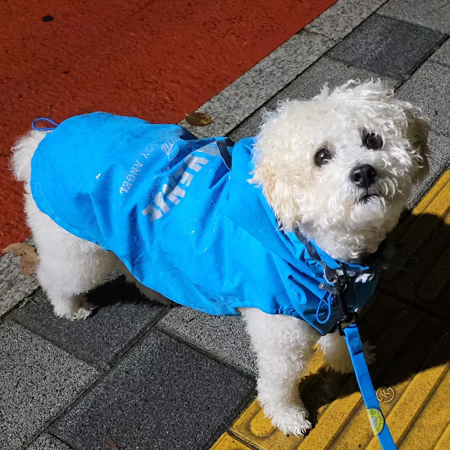2024.7.8 납작만두🥟🥟 저녁 우중산책일지☔️

♡대박 설이 치로 두식이 휘핑 호빵♡

역시 기상날씨는 휘리릭 바뀐다 ㅎㅎ

우비 챙겨서 다행이야😊

호빵이 엄청 뽀송하네? 샤워한거 아님! 등빼고 씻음!

#hobbang_world #호빵월드 #송호빵💕 #양🐑아님ㅋㅋ #저녁산책🌙 #산책일지🐾
#그룹산책🐕 #양천공원 #동네한바퀴산책 #펫핑 #양천구반려견순찰대

hi.petping