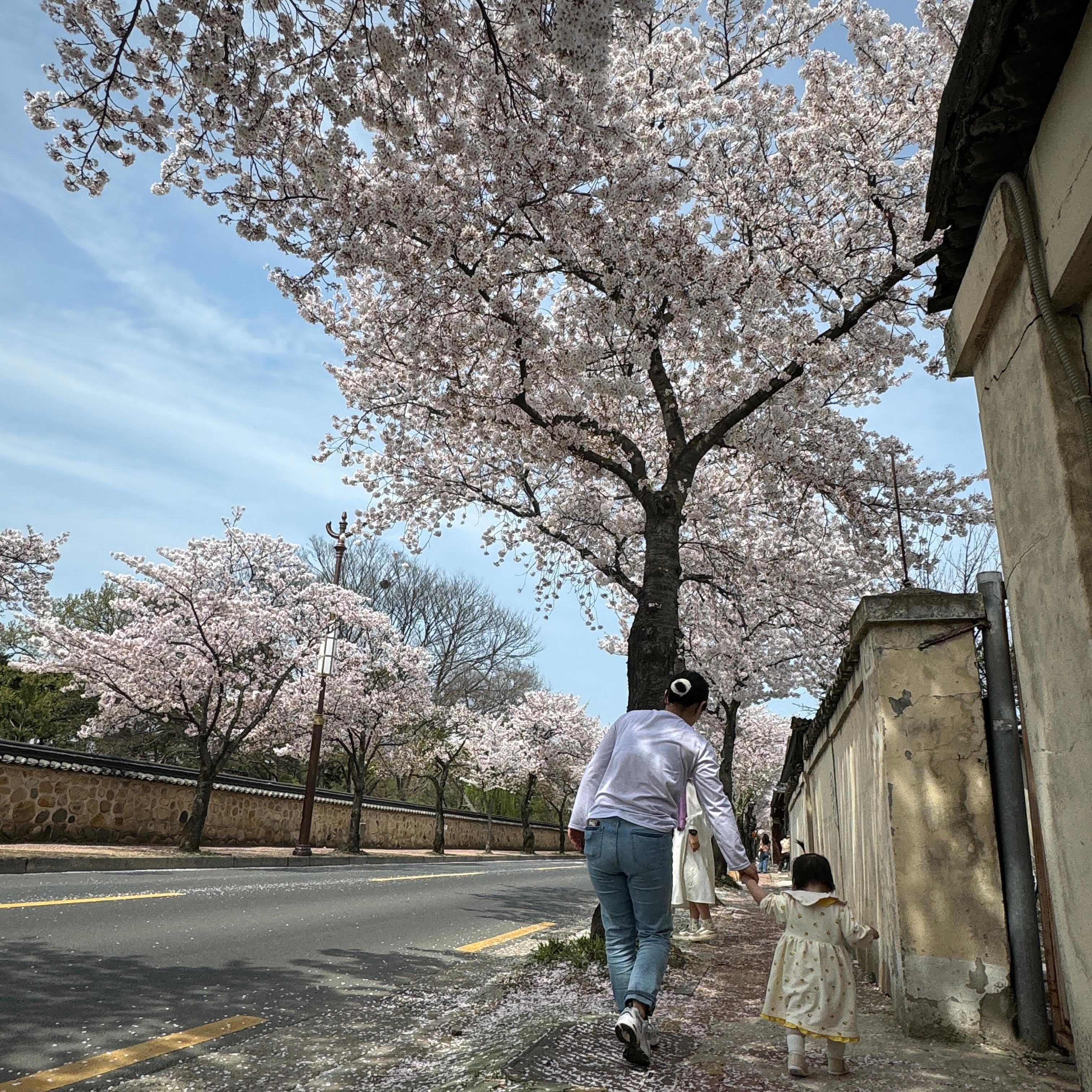 우리 집 병아리가
엄마 손잡고 벚꽃길을 걷고 있어요 💛
사진작가 kwondong88 
아빠 고마워요 🩷🩷