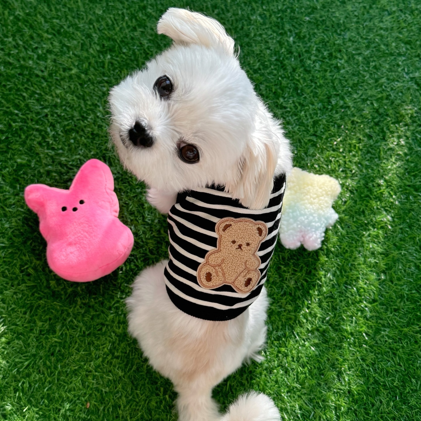 #협찬 #제품제공 

곰됴리 천국 🧸🤎
내 등에도 곰도리 콕 🫧

이쁜옷이 끊임없이 나오는 bijou_dog_official ෆ⃛ 

#강아지옷 #강아지옷브랜드 #비쥬독 #퍼피박스 #핸드메이드 #자체제작 #대구 #서구 #말티즈 #멍스타그램 #강아지나시 #강아지티 #귀여운강아지 #멍팔 #멍팔맞팔 #멍팔환영