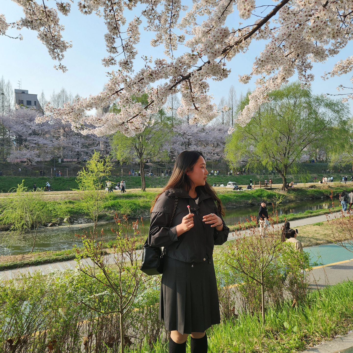 #양재천 #벚꽃 #🌸