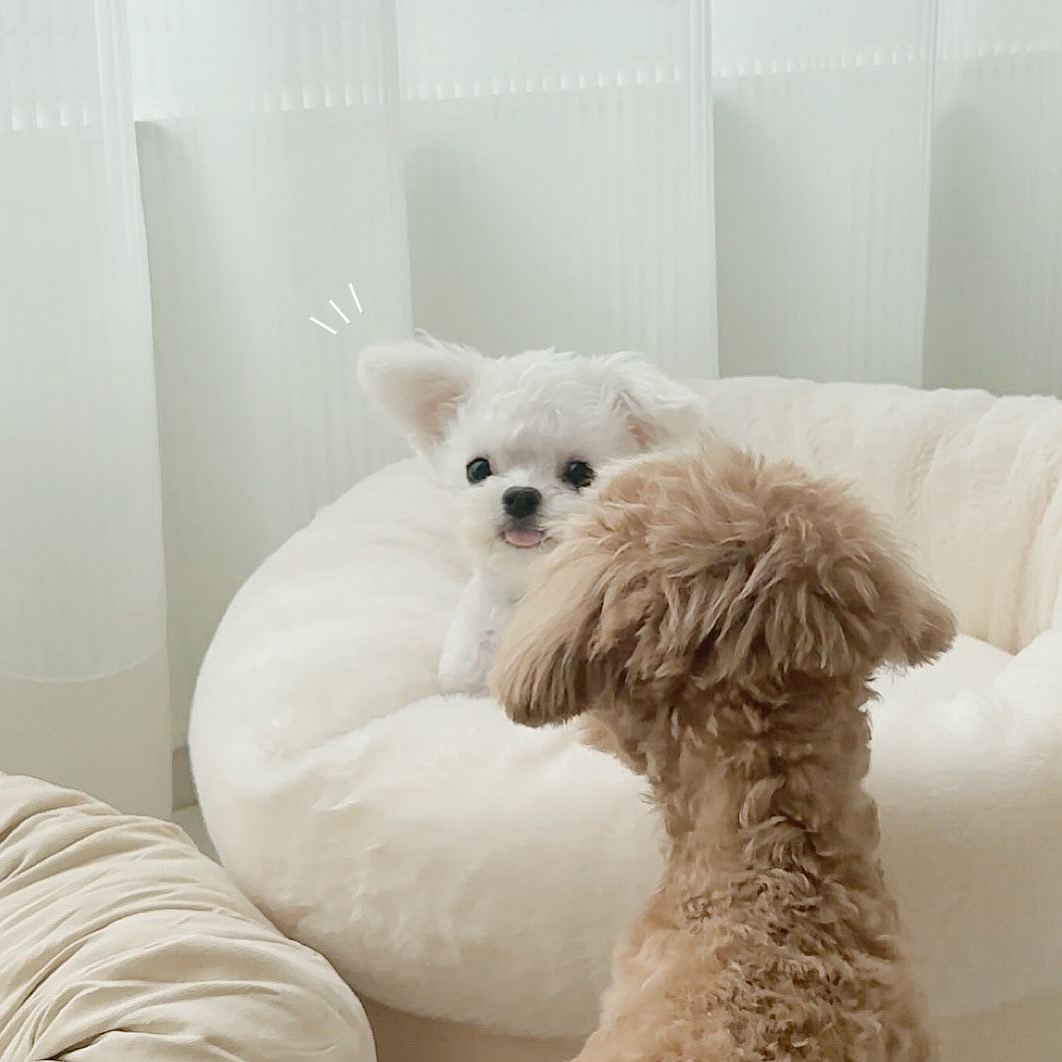 콘텐츠