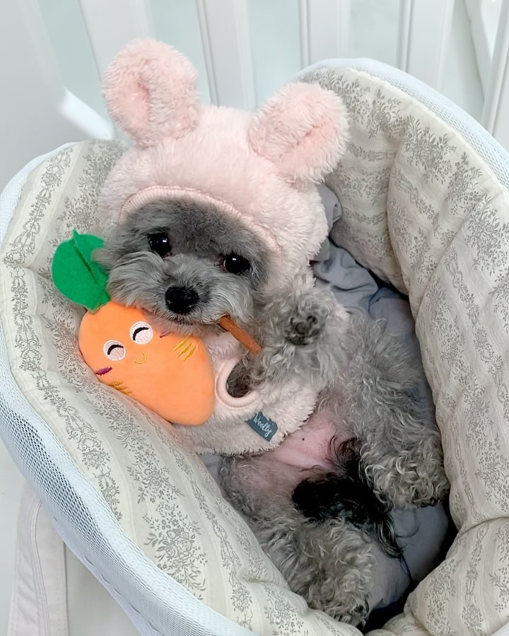 하잇🐰💕
당근 꼭 껴안고 고기부터 먹는 토끼🥕
옴뇸뇸 새 가방 다 내꼬ㅋ
오빠는 어쩌다 같이 쓰게 해줄게 야 타! 

바비스영 2/2일까지 최대 할인중 🪄
우리는 신상 블랙 명화 미듐으로 초이스 완료🩶
품절되기전에 빨리 겟 하자✨ babisyoung 

#바니윙꾸 #당근보다고기 #토끼탈을쓴생쥐 #신상백조아