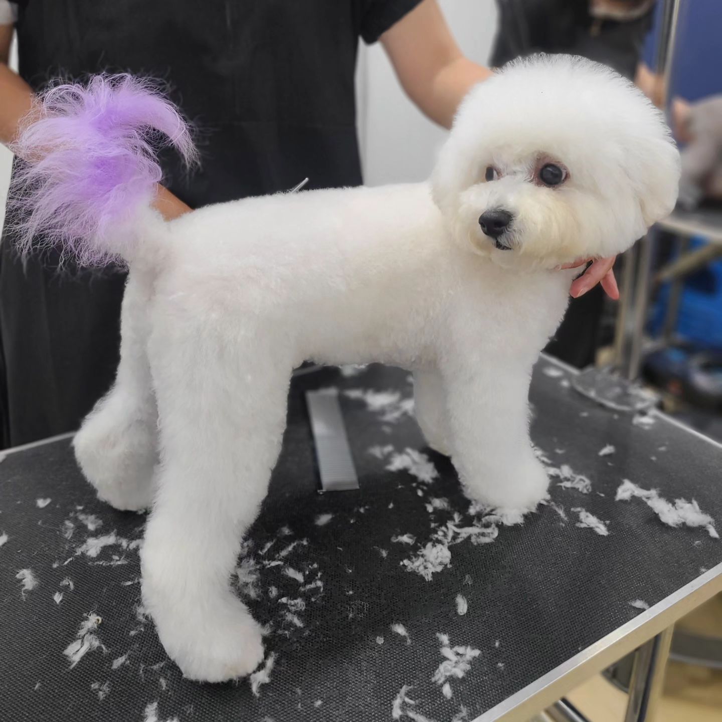 #양주애견미용학원
#원장직강
.
염색수업🐾
필드에서 자주 하지는 않지만
자주 안해서 더 어려운 염색 .
쉬운것같지만 해보면 어려운 염색 .
촌스럽지 않은 예쁜색 만들어보기 !!
.
 ✔️ 자격증 준비기간 동안에도 실무수업/펫미용 수업을 함께 진행합니다
✔️ 소수정예 1:1 개별수업으로 진행됩니다 
.
#원장님직강 #김형종교수님
#개인지도 #실견수업학원
#애견미용사자격증
.
#애견미용사2급 #애견미용사3급
#의정부애견미용학원 #동두천애견미용학원 #포천애견미용학원 #파주애견미용학원
#애견미용학원 #애견연맹 #위그램클립 
#개인교습 #애견미용개인교습 #대형견미용
#꿈나무애견미용실 #양주애견미용