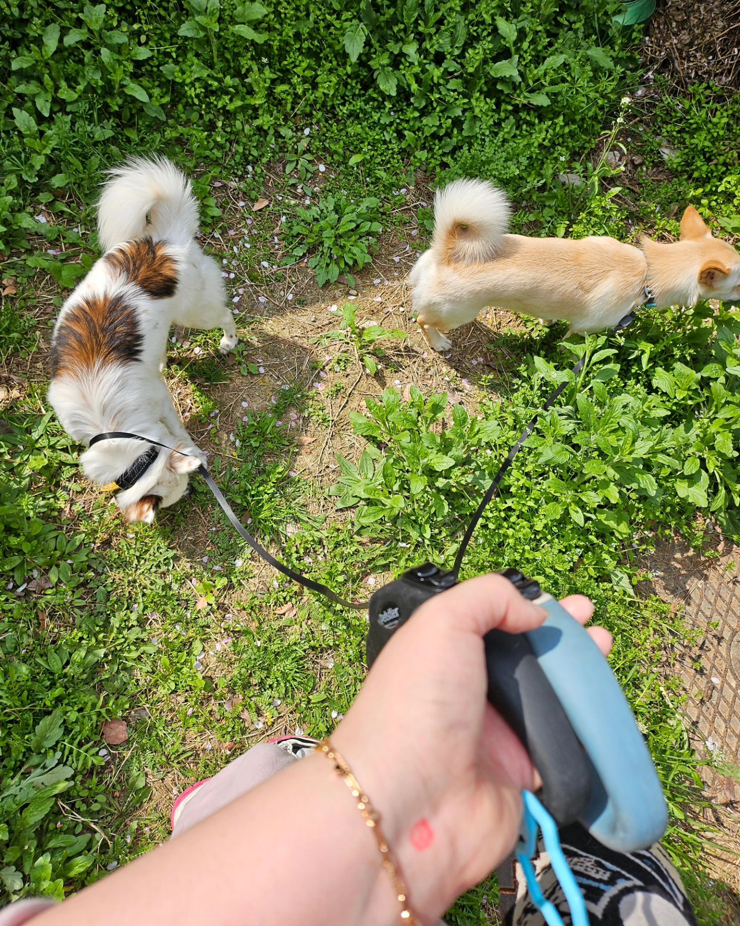 뽀솜이도 투표완료!
#투표인증 #대구 #개린이하루🐶🧡 #강아지자매님들🐾 
#뽀미솜이🐶🐶 #투표완료⭕️