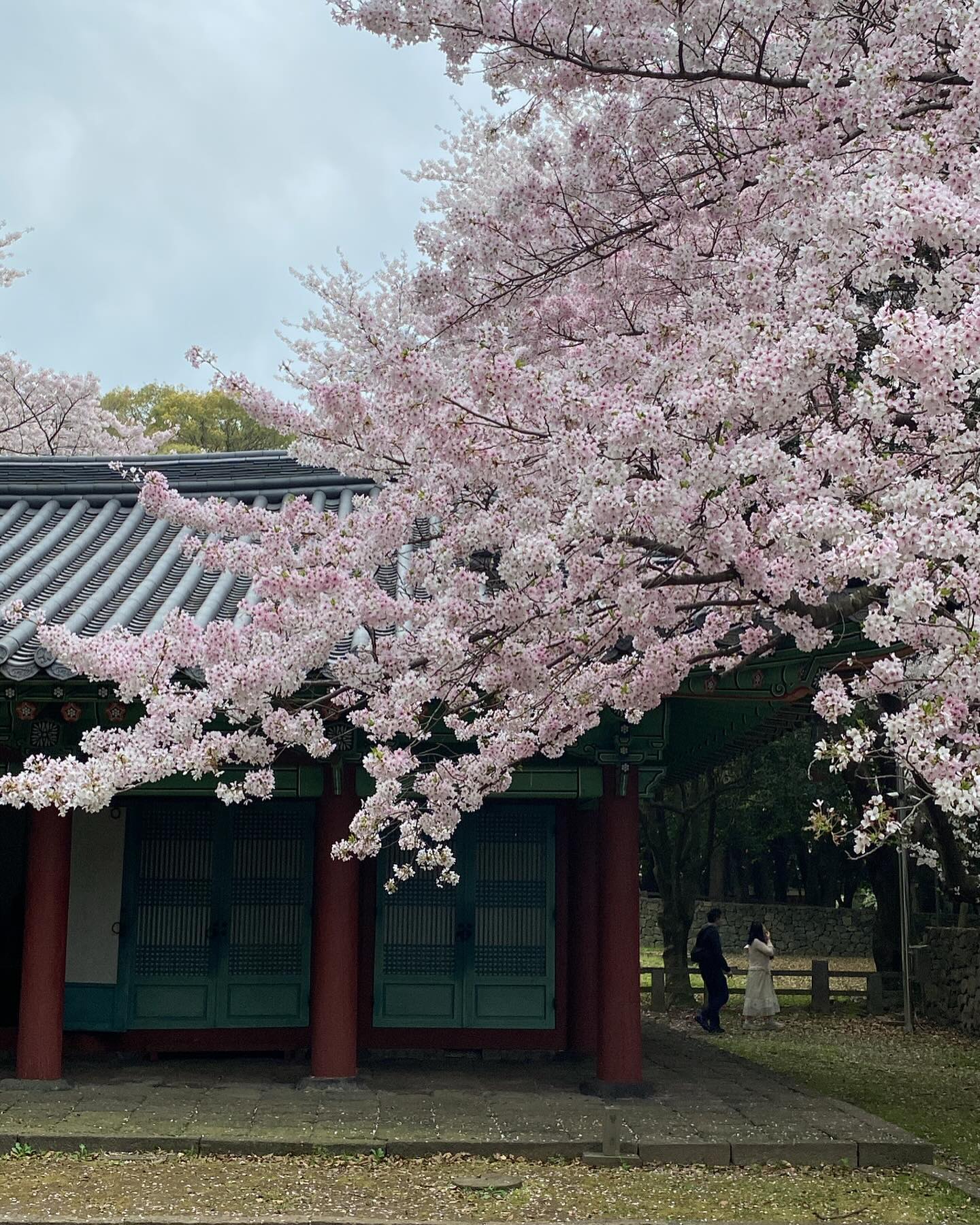 연약한 벚꽃..떨어지기 전에 간신히 성공 !! 🌸🩷🩷