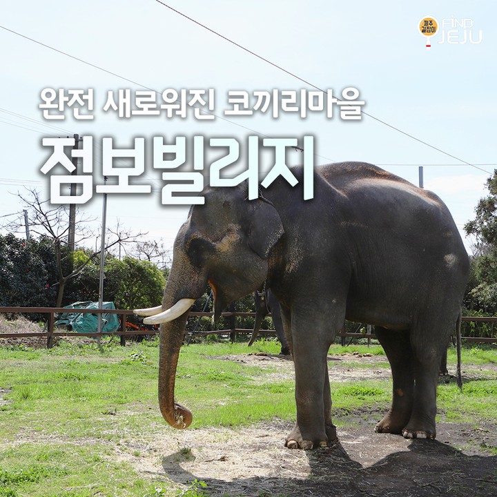 이번 3월부터 리뉴얼한 코끼리 마을 #점보빌리지
예전 코끼리 공연 대신 생태해설, 코끼리 퍼레이드가 열립니다~
넓은 공간에서 코끼리들이 자유롭게 노는 모습을 즐길 수 있어요
@@ 코끼리에게 간식을 주며 이색적인 교감을 느껴보세요~

✅위치 :제주 서귀포시 안덕면 평화로319번길 31-11
✅시간 : 10:00 ~ 18:00
✅번호 : 064-792-1233

💯알찬 제주 여행하고 싶은 사람 네이버 블로그 [제주길잡이]🔎

#제주여행 #제주체험 #제주동물원 #제주이색체험 #제주아이와가볼만한곳 #서귀포여행 #서귀포가볼만한곳 #서귀포이색체험 #제주도 #jeju
