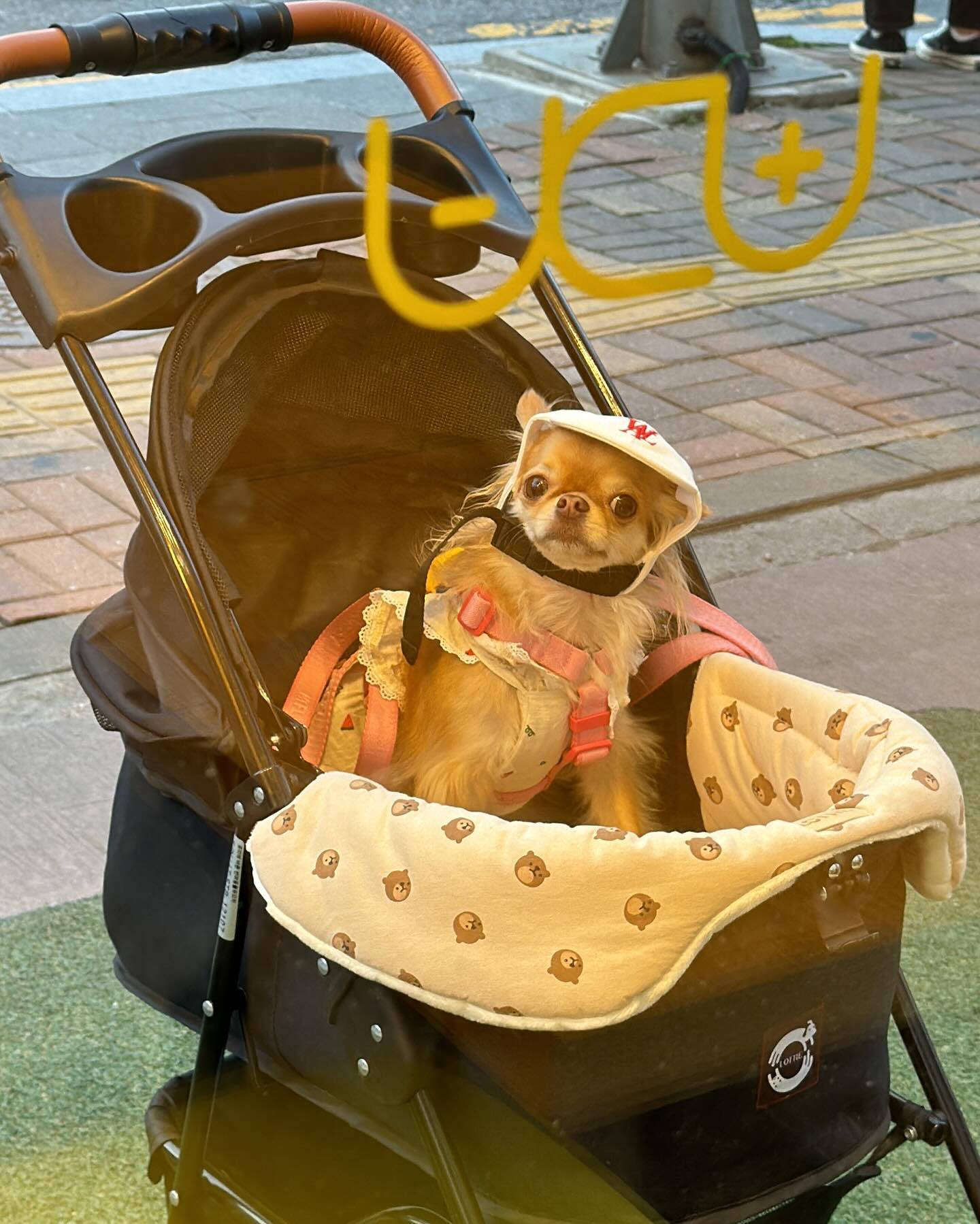 엄마 기다리는 다롱이🧢 
너무 귀엽지 않나요?(ᵔᴥᵔ)