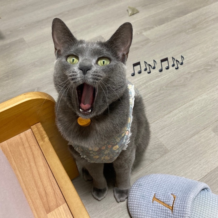 봐봐 집사야! 성악은 이렇게 하는거라구!!!!
(는 사실 하품하는 중인 만두..😅)

#고양이성악가 #소프라노유만두 #냥팔맞팔환영 #냥팔맞팔 #냥팔하면맞팔 #냥팔해요 #만두는만두 #만두가최고 #성악스타그램 #🎶