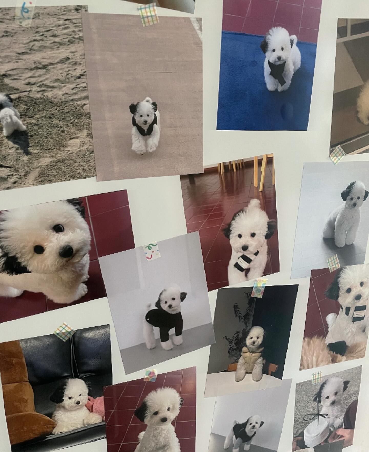 (남의 집) 강아지 귀여워 🐾🤍