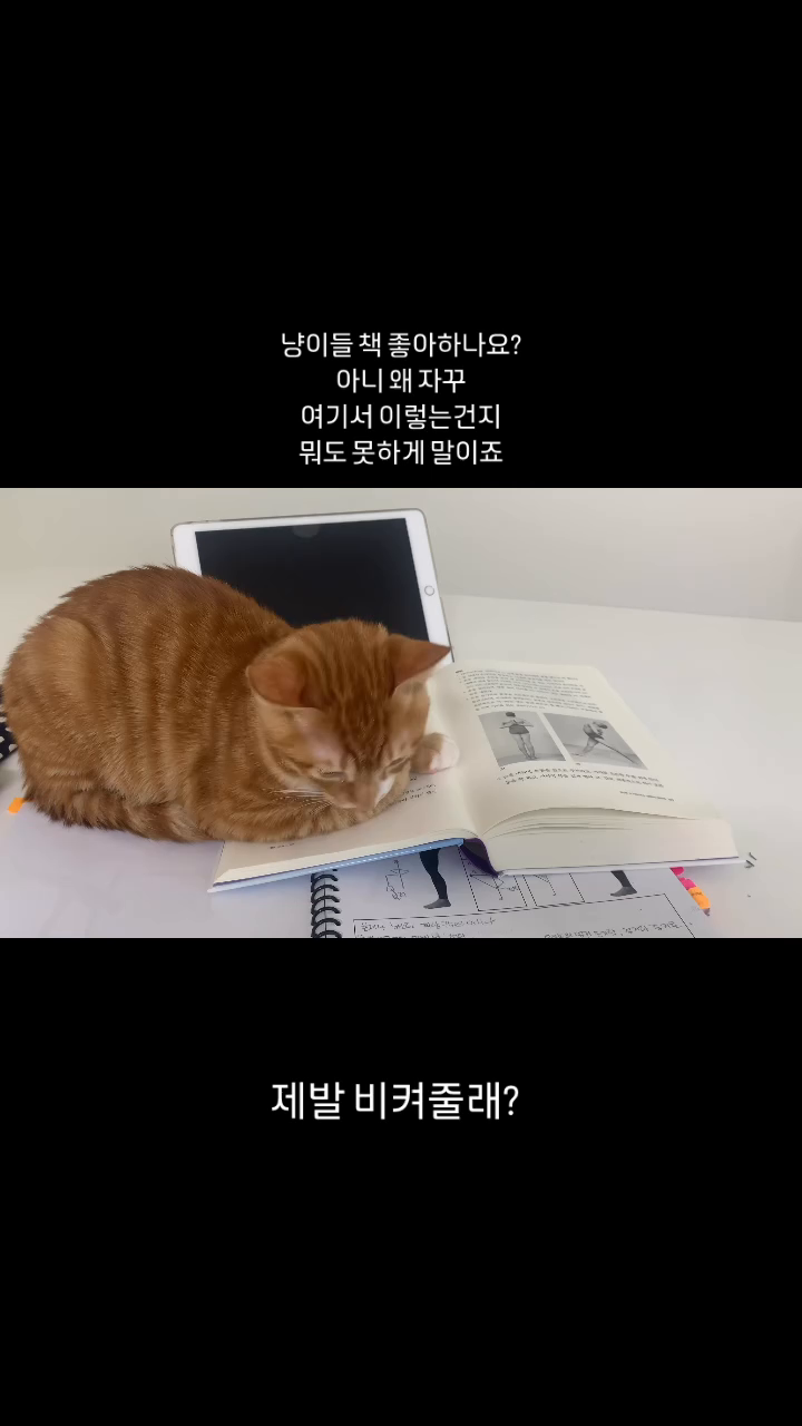 비켜줄래?
제발
.
.
.
.
#일상기록 #냥스타그램 #나랑너랑#요가강사자격증 #준비중