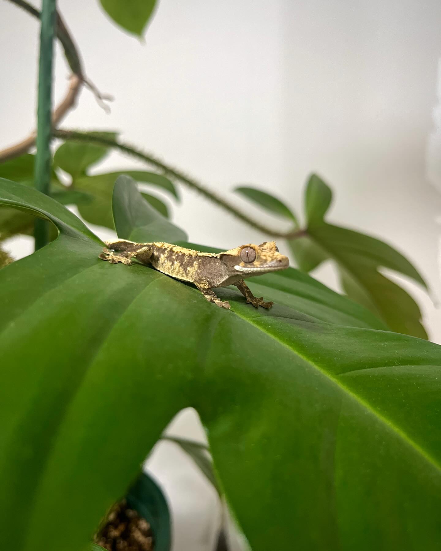 첫 만남🦎
