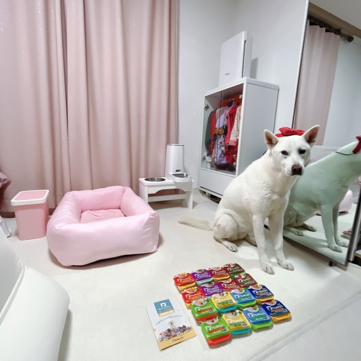 강아지 화식 듀먼화식 보양식 간편하게 주자